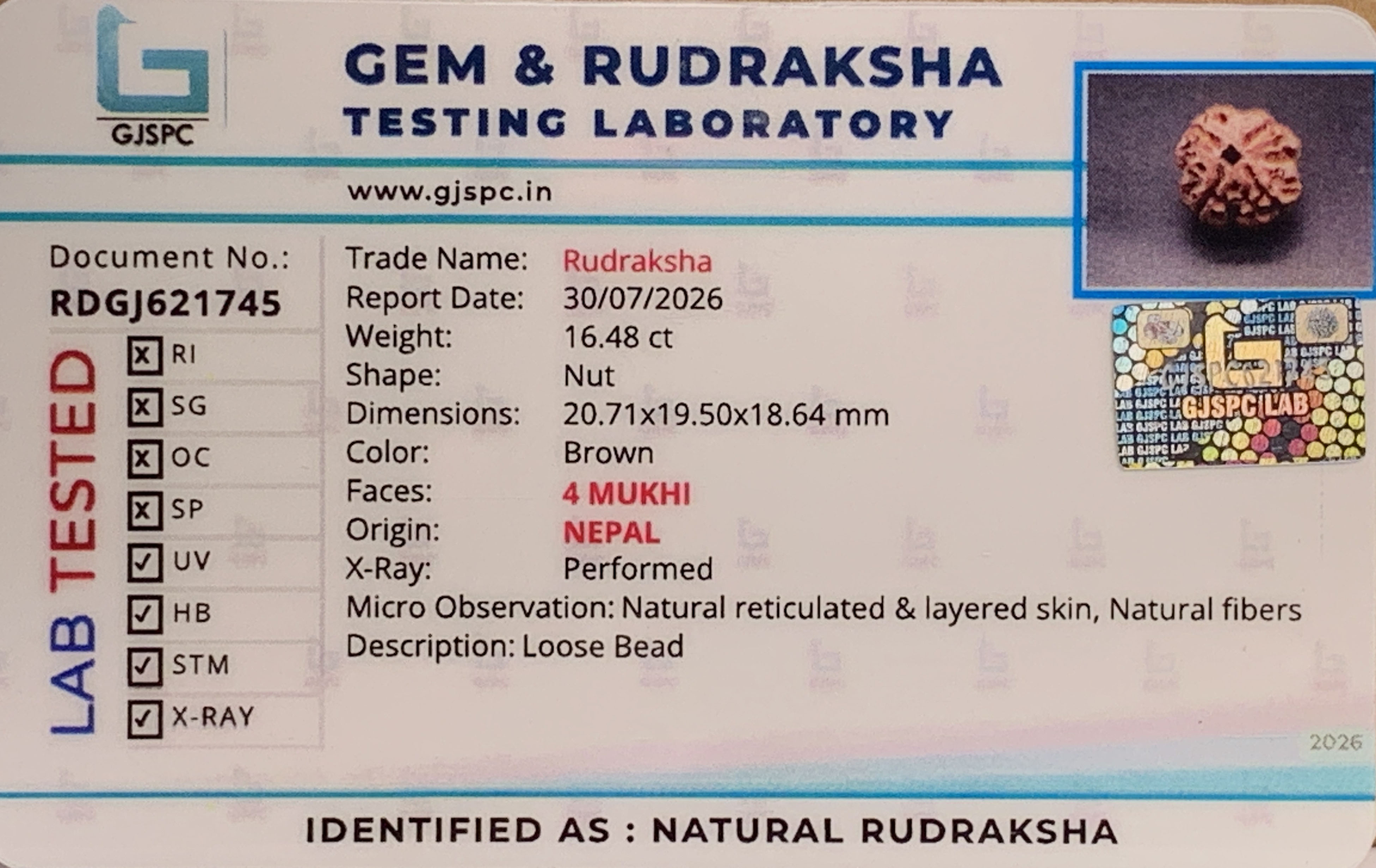 4Mukhi Rudraksha (3.296gm) view 2