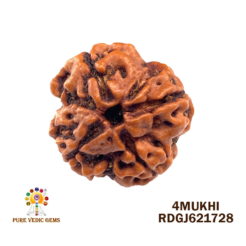4 Mukhi Rudraksha (3.450gm)