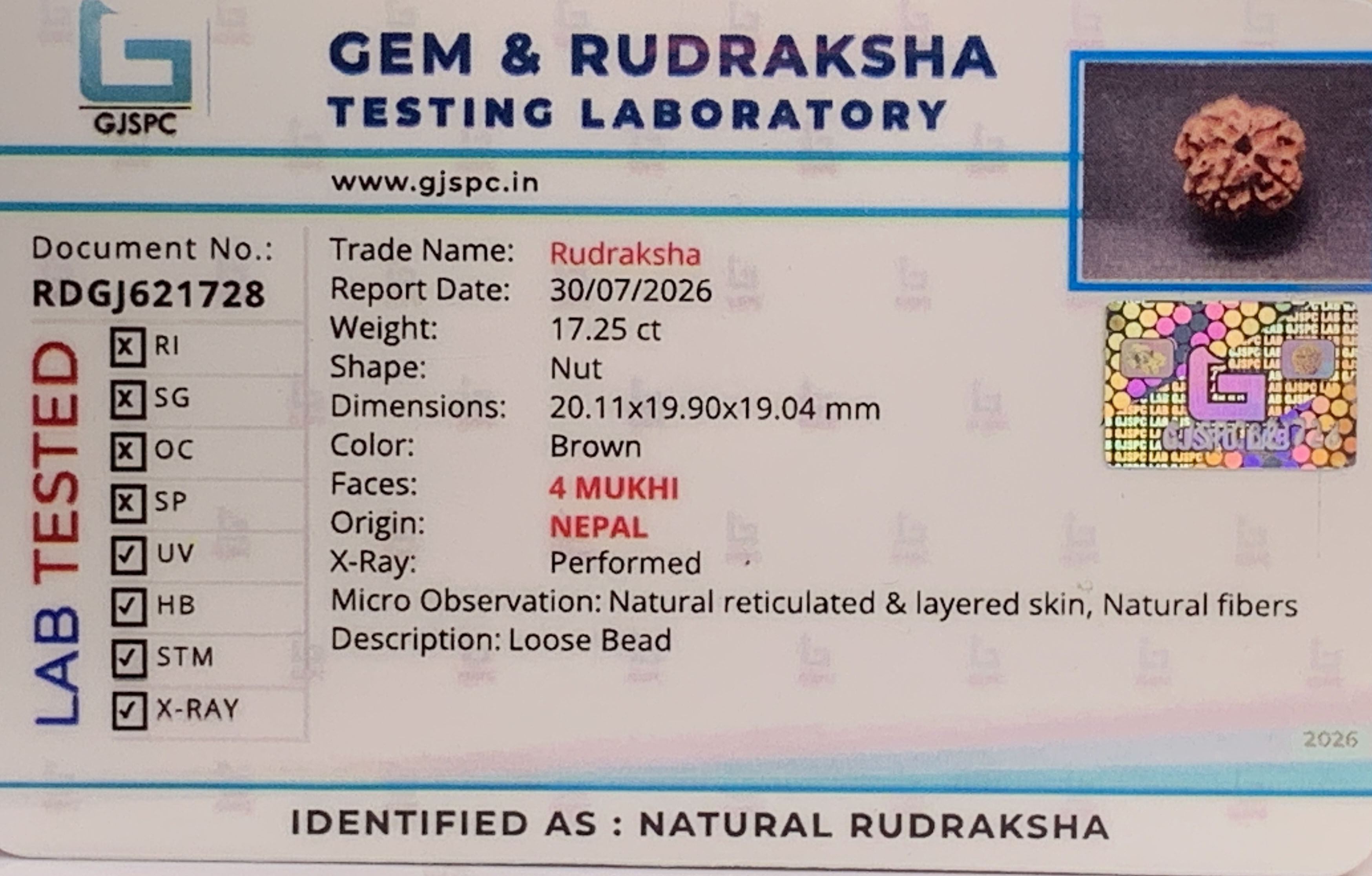 4 Mukhi Rudraksha (3.450gm) view 2