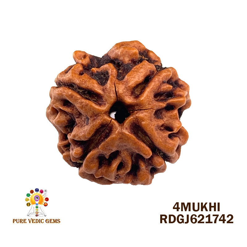4Mukhi Rudraksha (3.332gm)