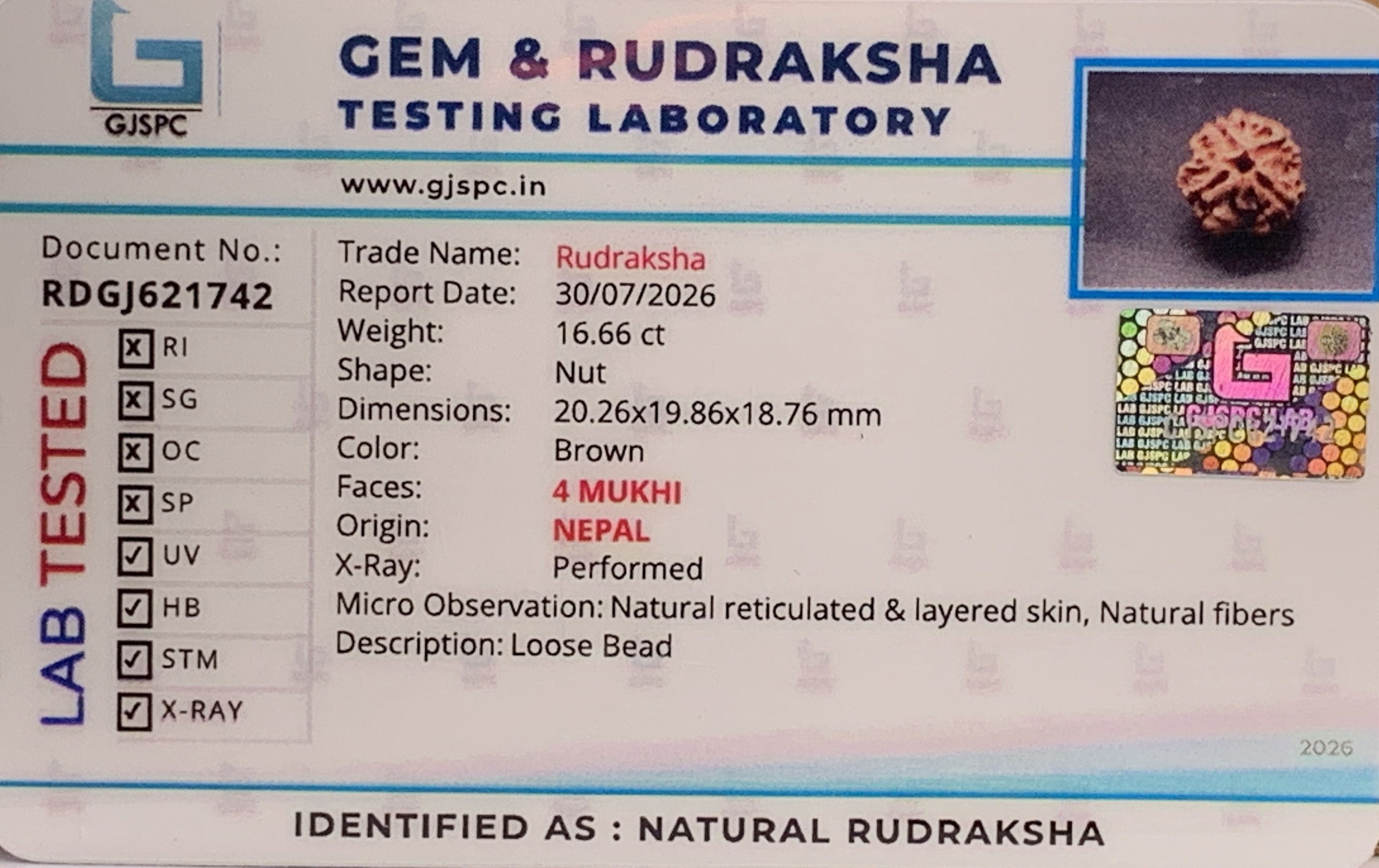 4Mukhi Rudraksha (3.332gm) view 2