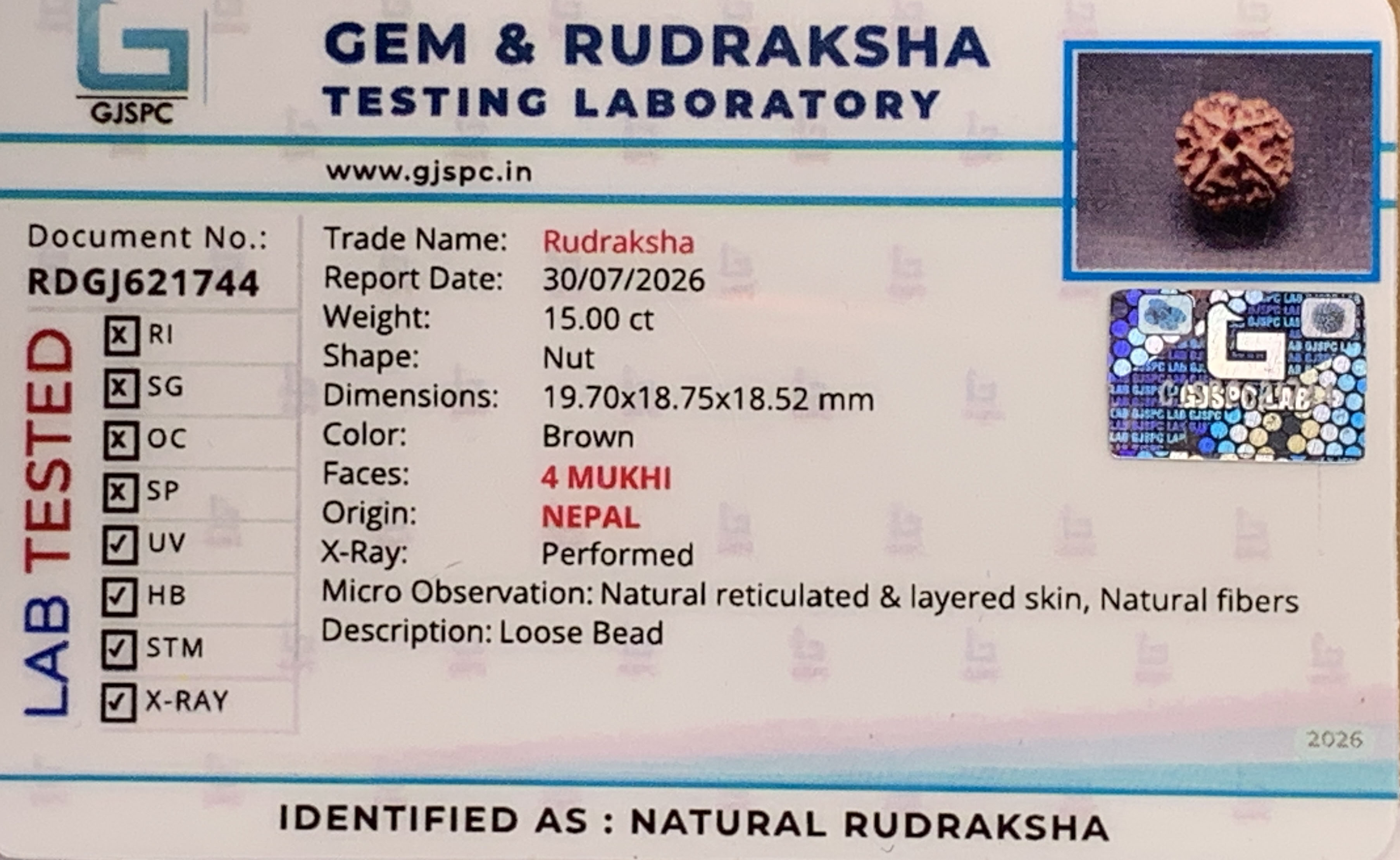 4 Mukhi Rudraksha (3.00gm) view 2