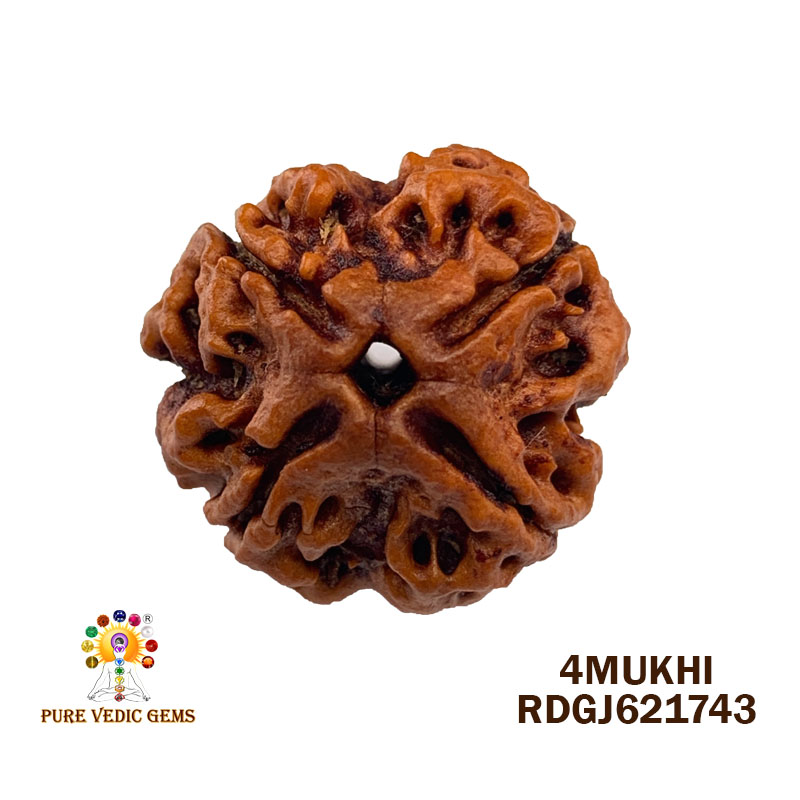 4 Mukhi Rudraksha (2.606gm) — image 1