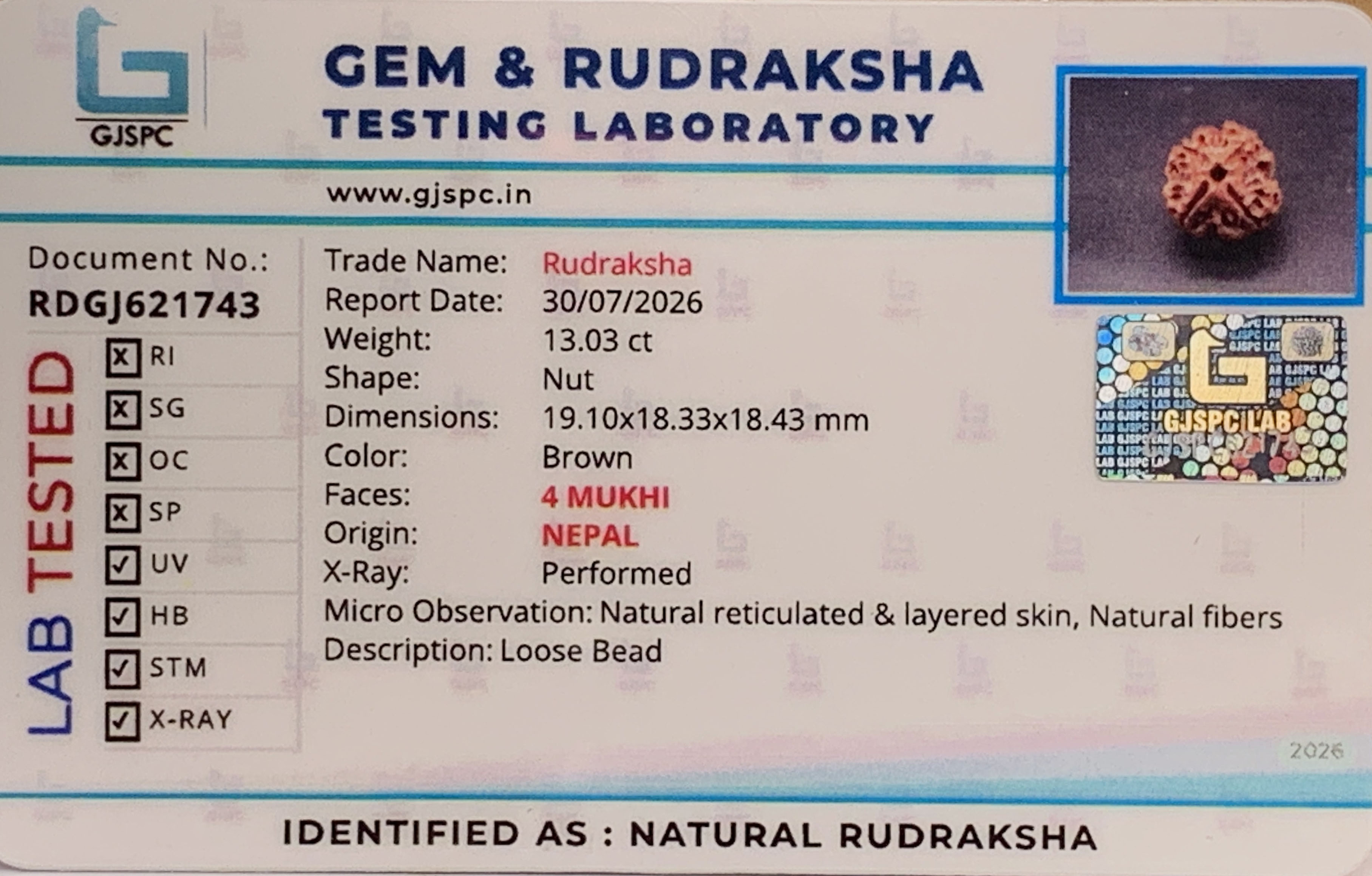 4 Mukhi Rudraksha (2.606gm) view 2