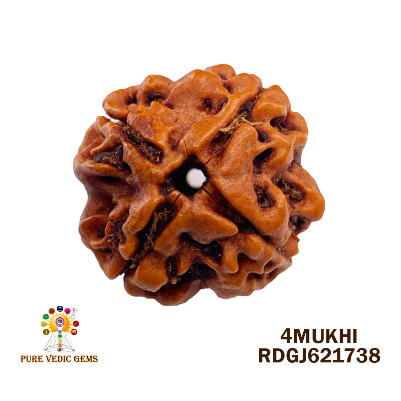 4 Mukhi Rudraksha (3.182gm) — image 1