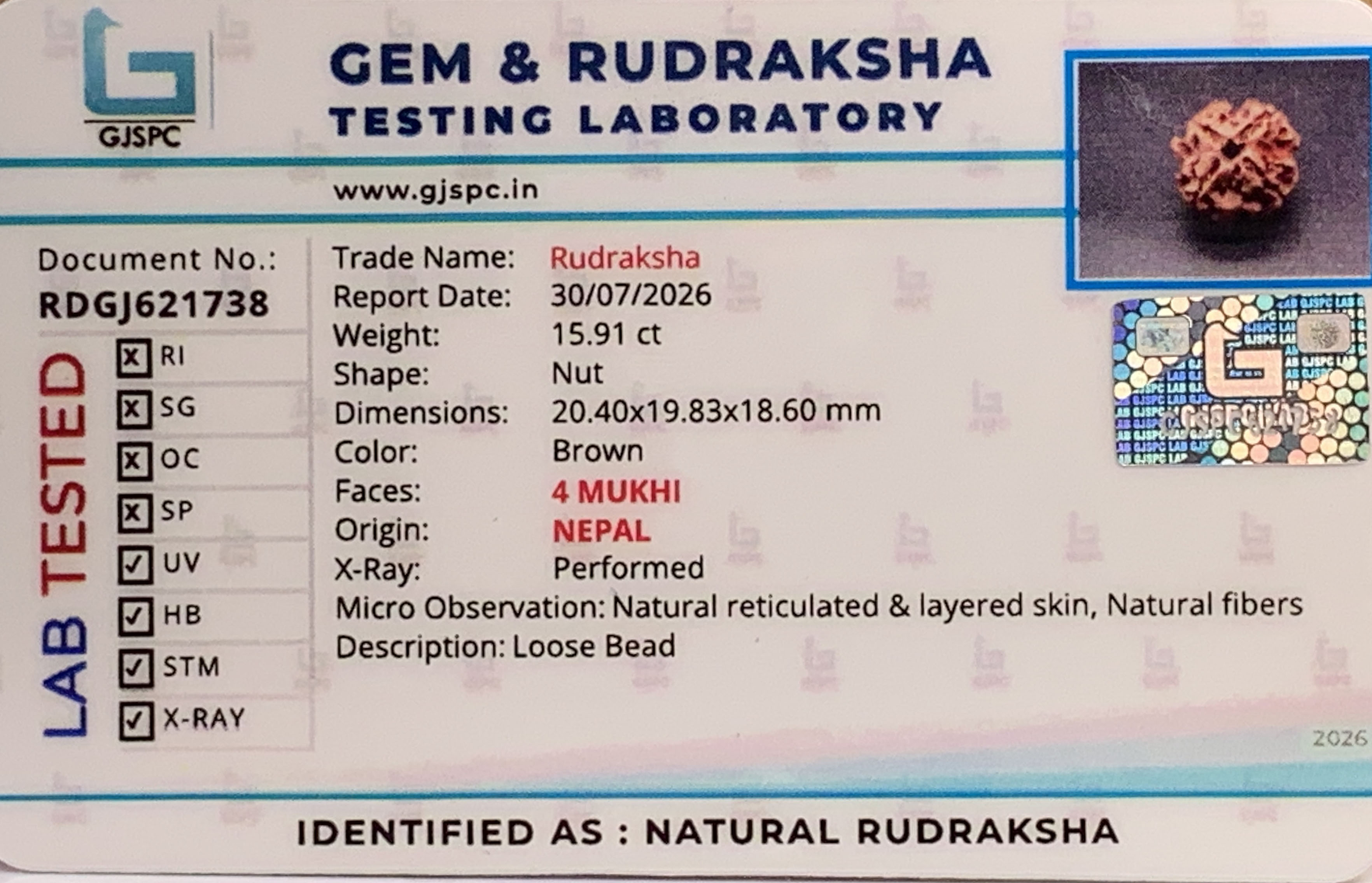 4 Mukhi Rudraksha (3.182gm) view 2