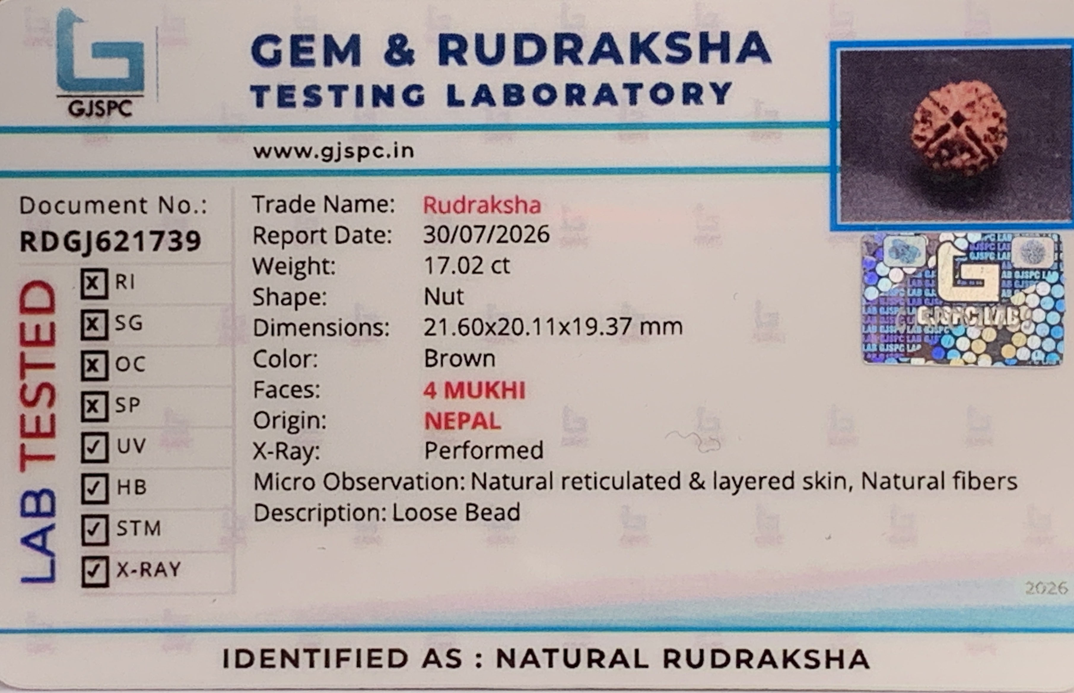 4 Mukhi Rudraksha (3.404gm) view 2
