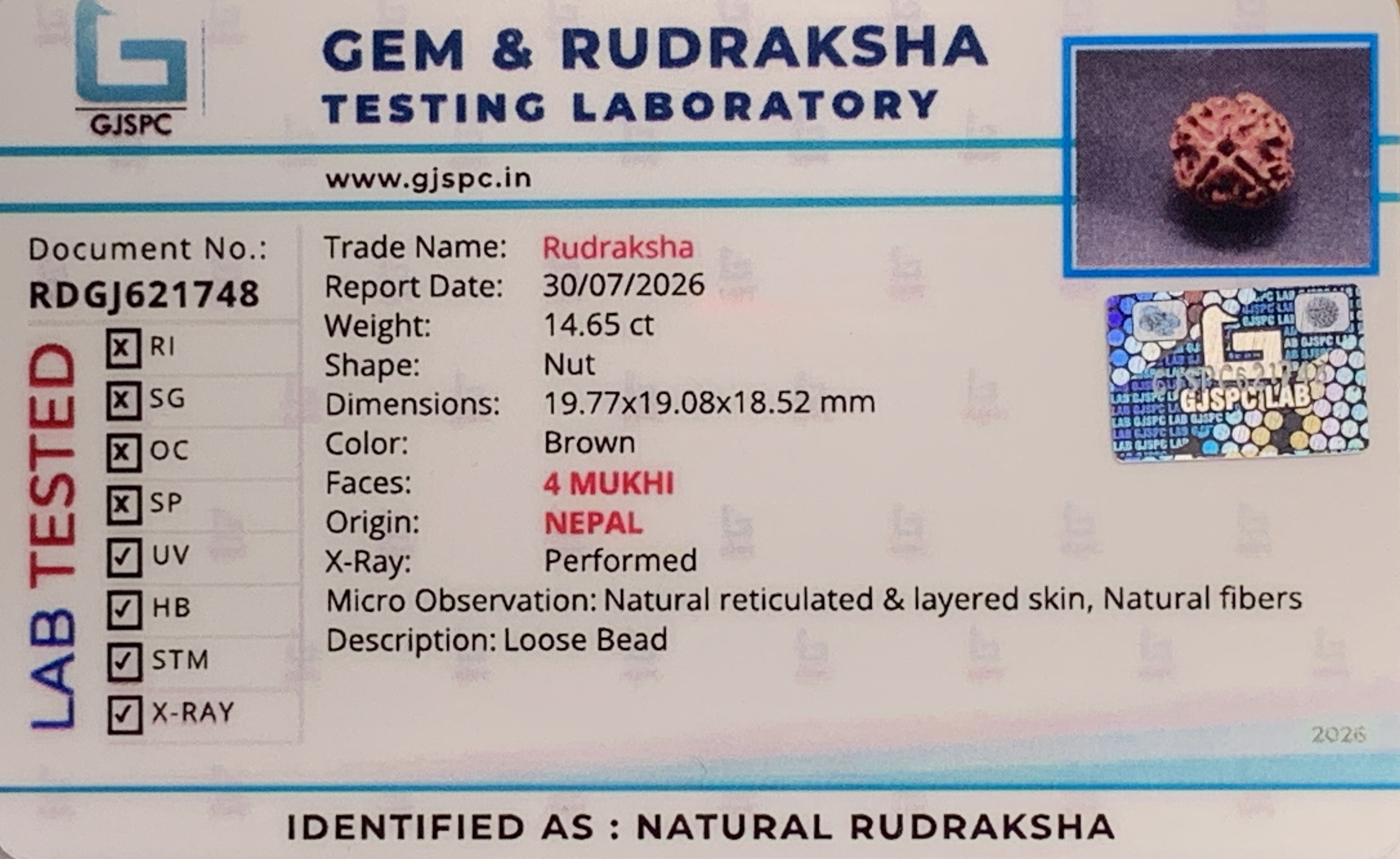 4 Mukhi Rudraksha (2.930gm) view 2
