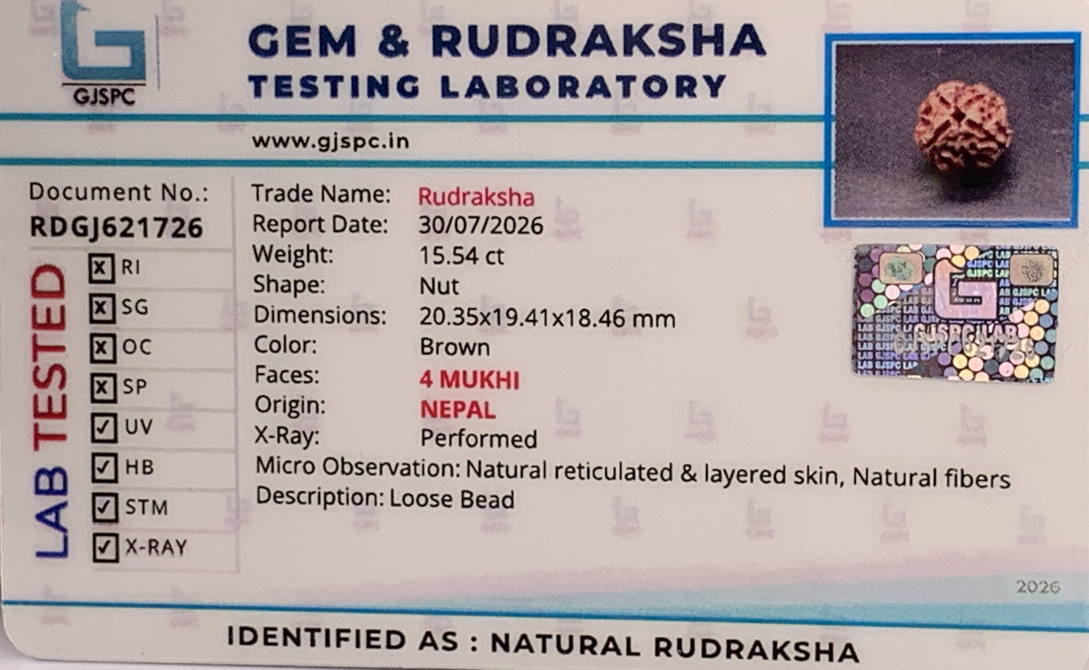 4 Mukhi Rudraksha (3.108gm) view 2