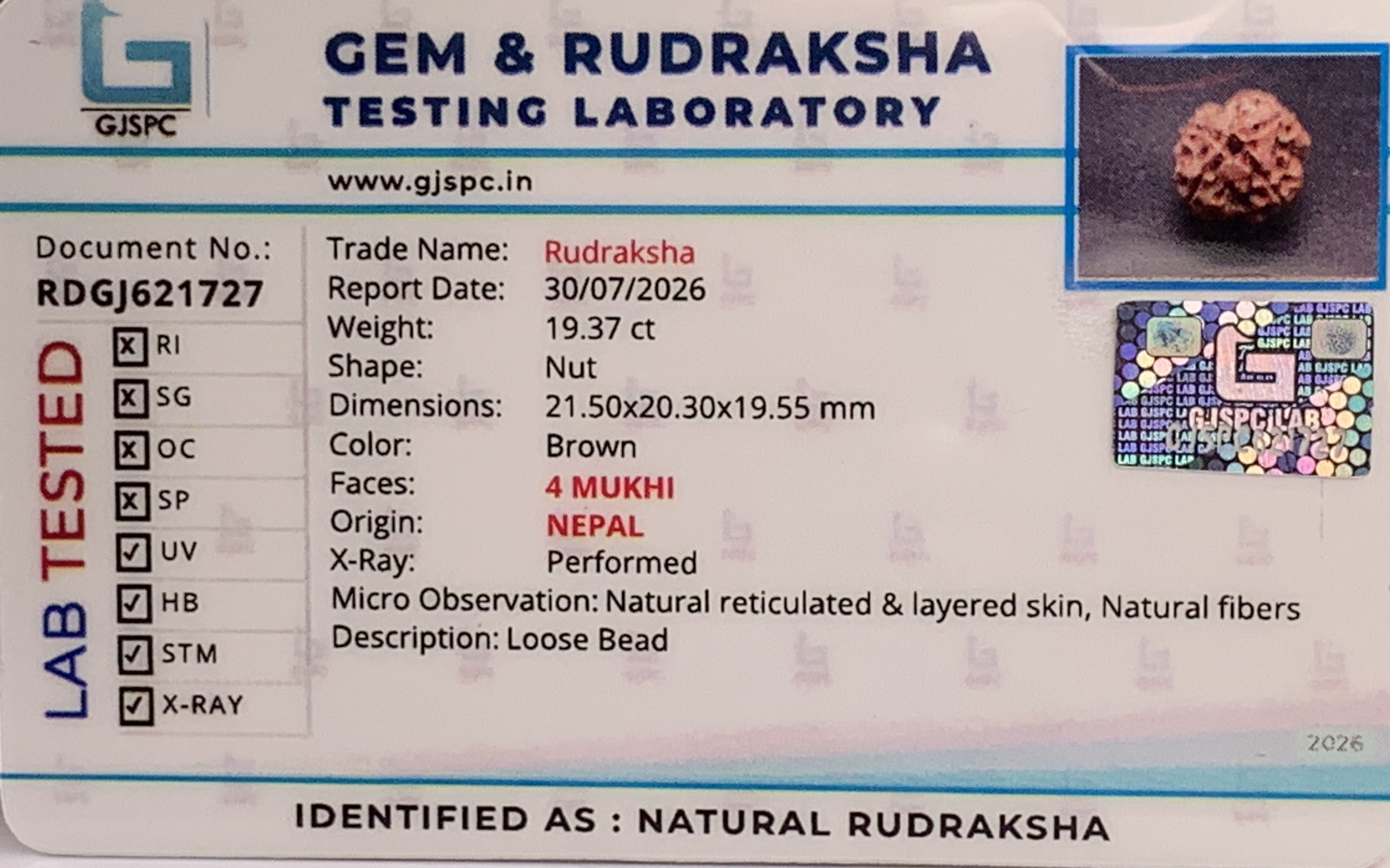 4 Mukhi Rudraksha (3.874gm) view 2