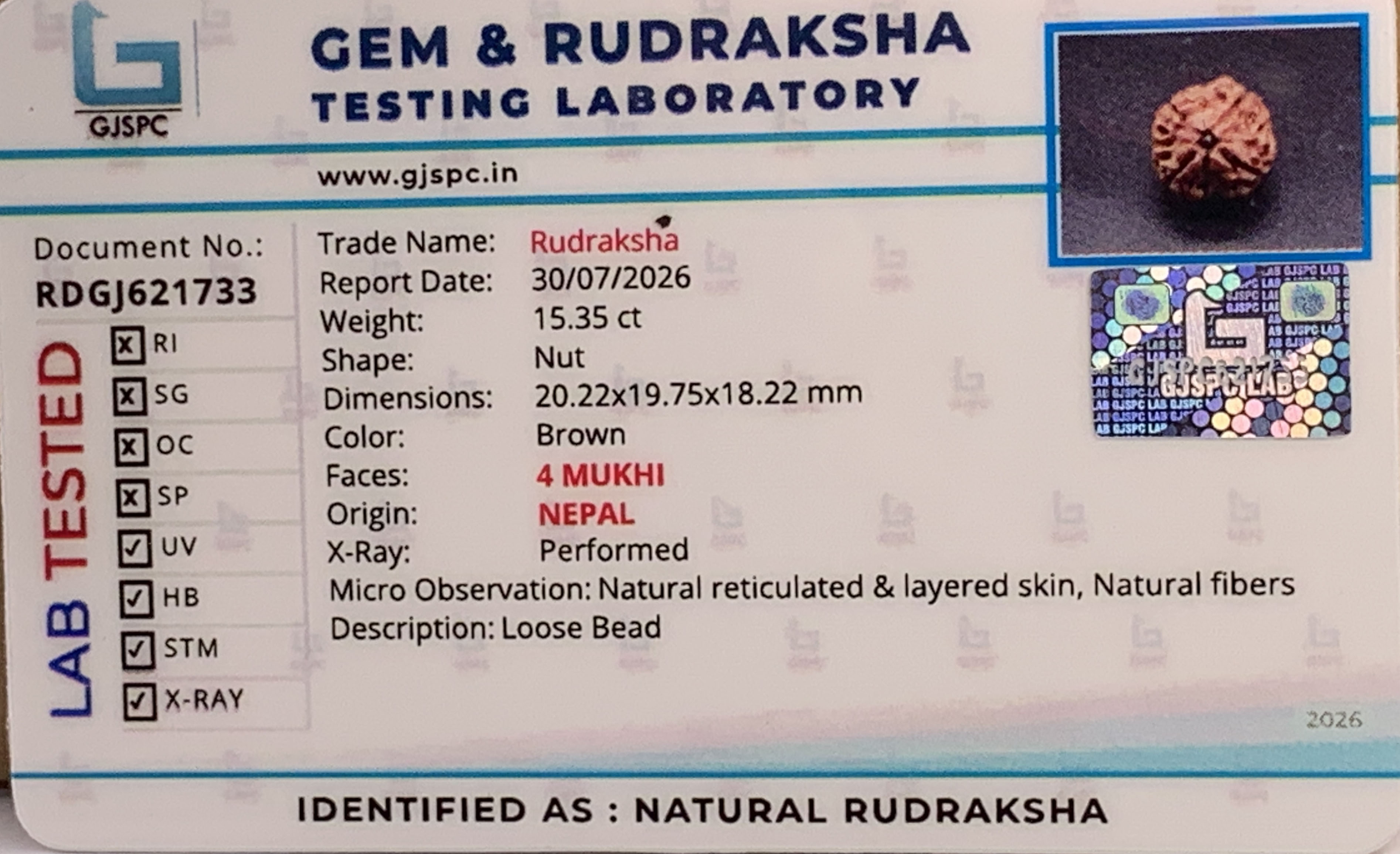 4 Mukhi Rudraksha (3.070gm) view 2