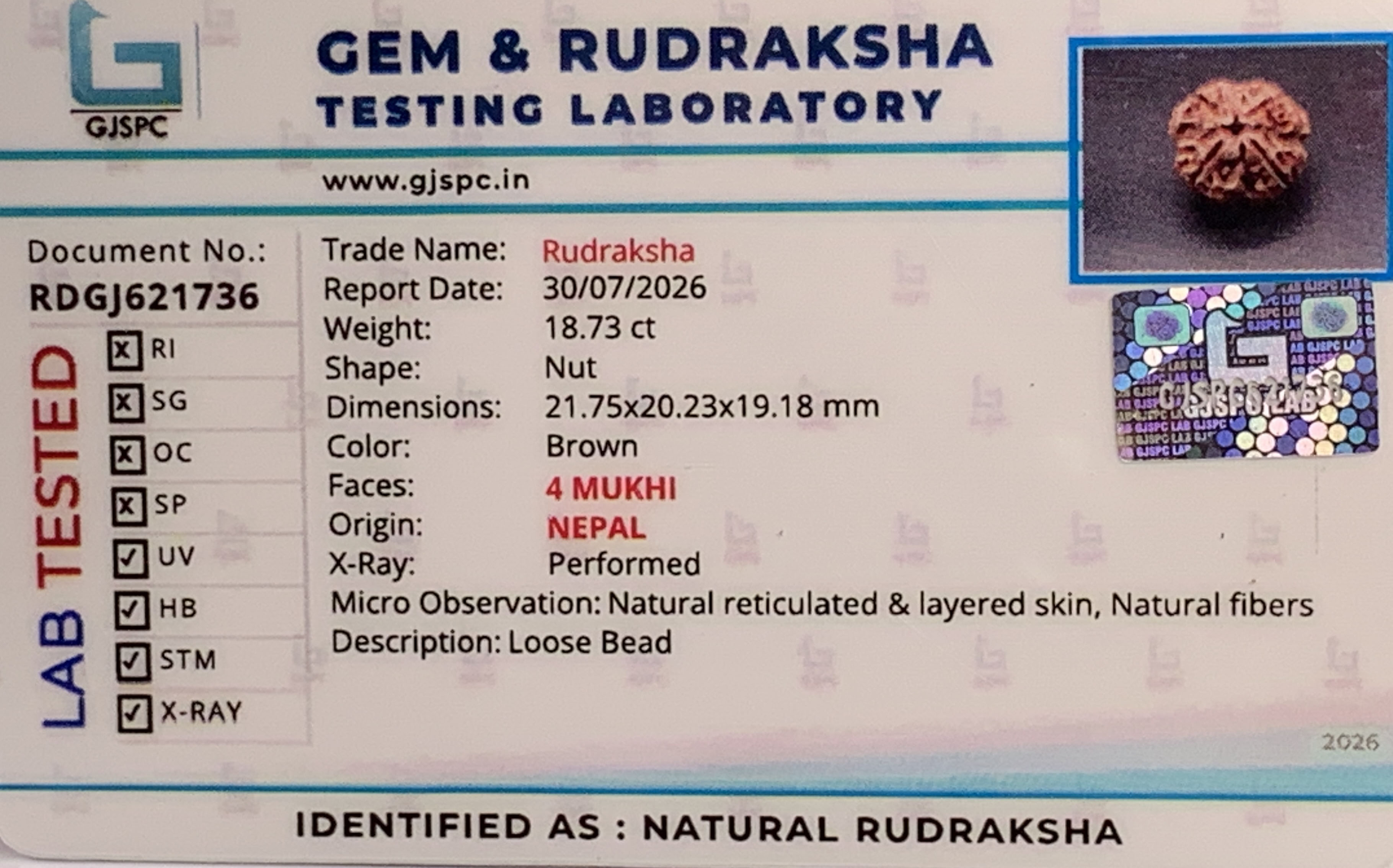 4 Mukhi Rudraksha (3.746gm) view 2