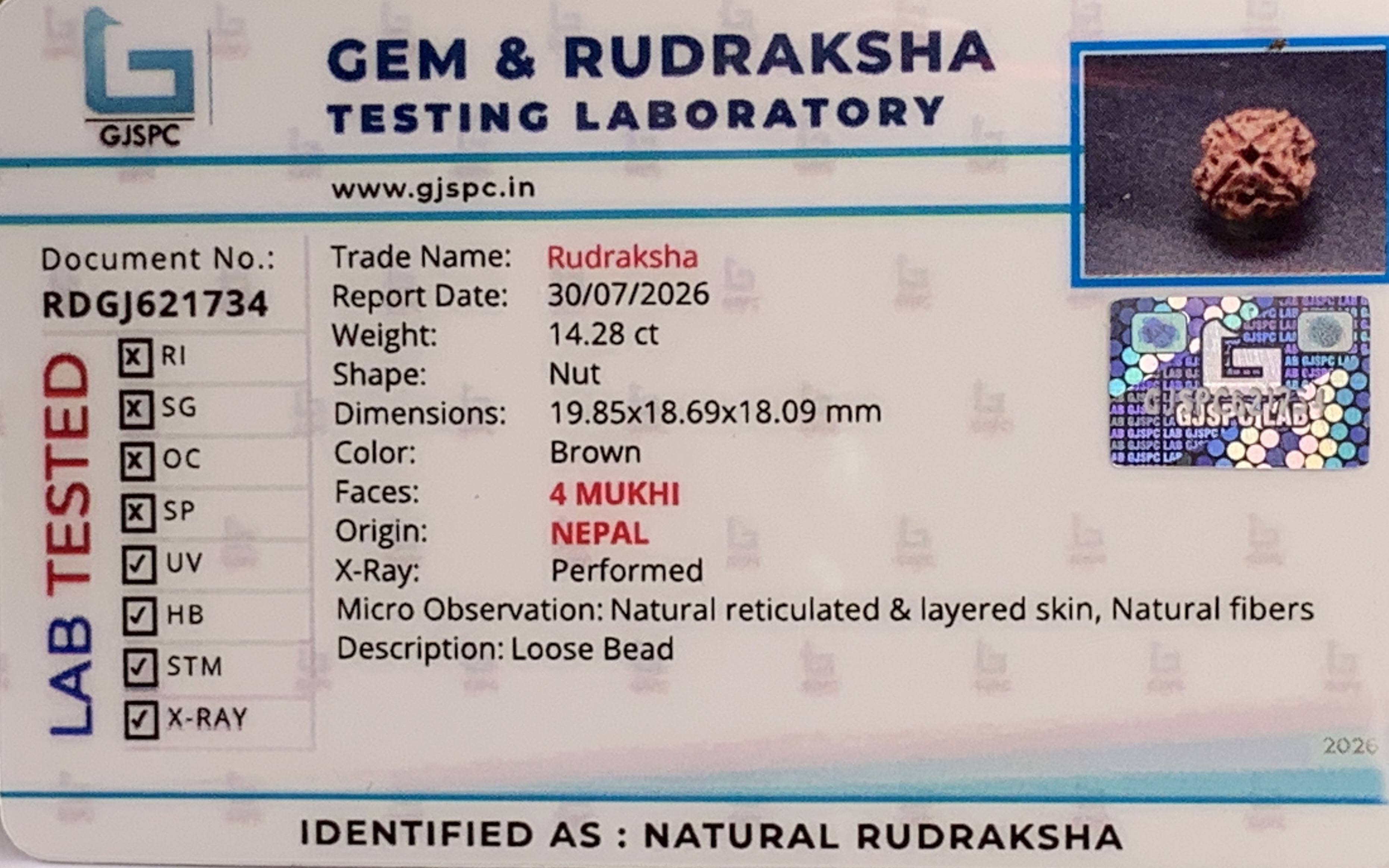 4 Mukhi Rudraksha (2.856gm) view 2