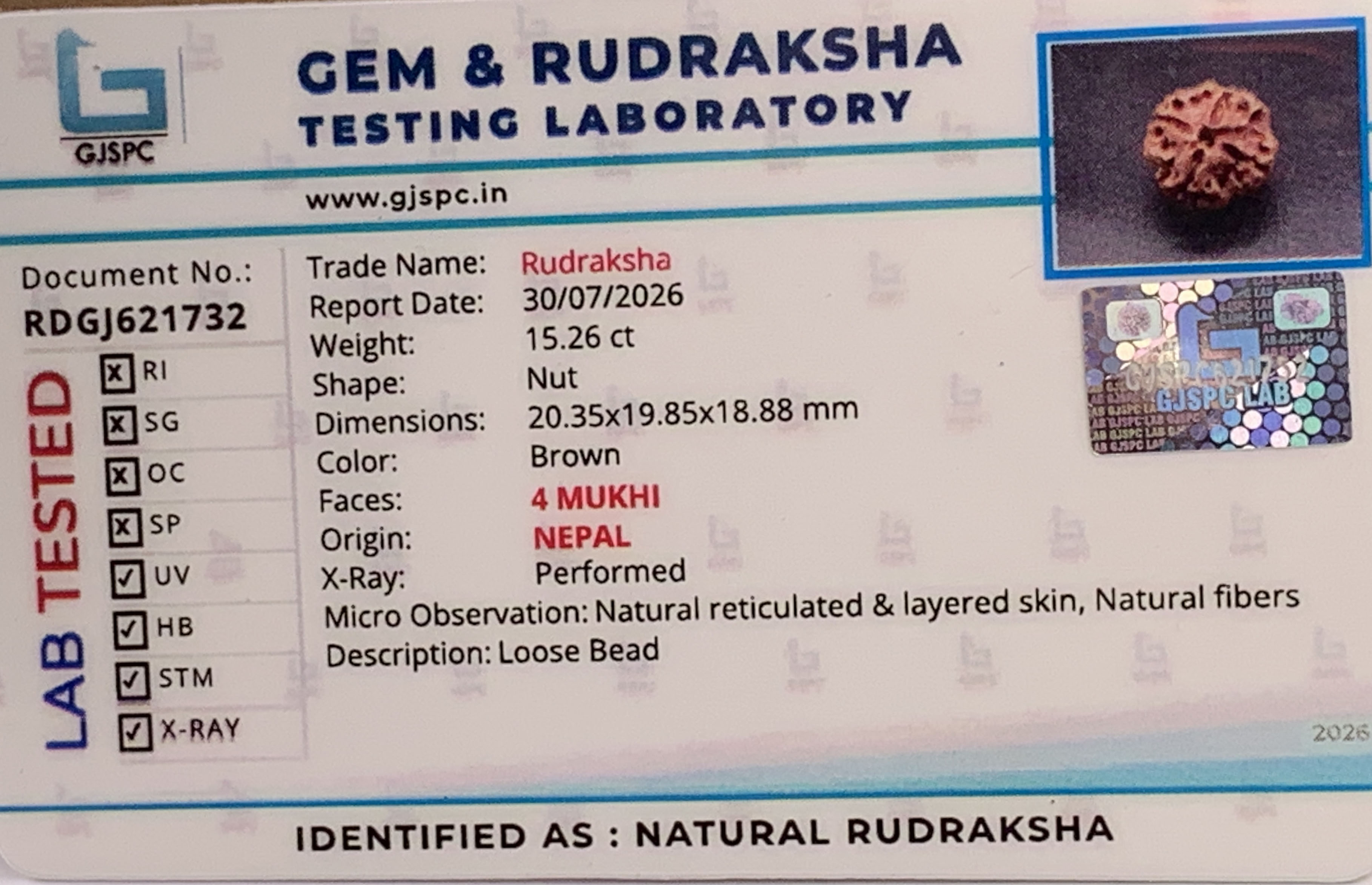 4Mukhi Rudraksha (3.052gm) view 2