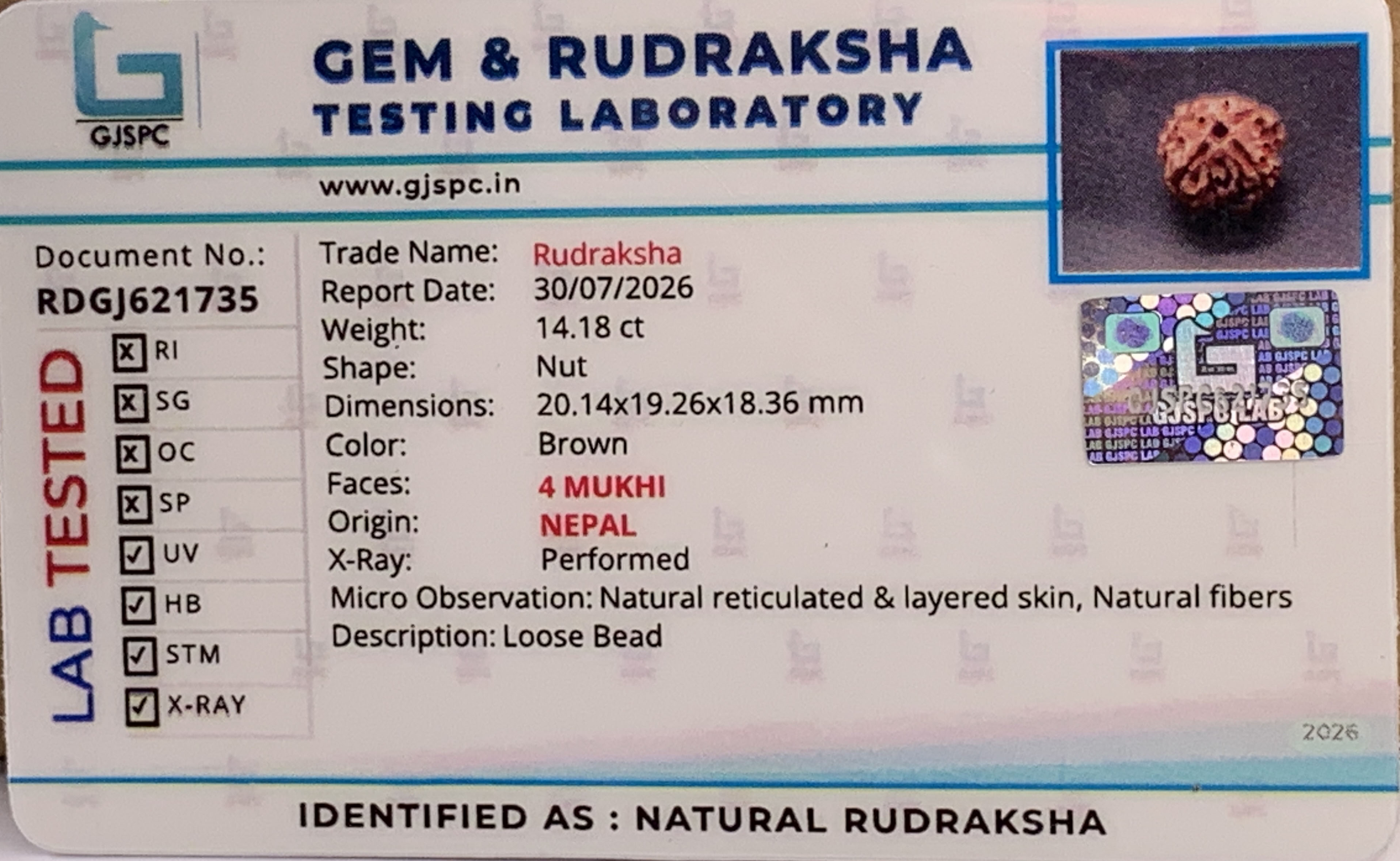 4 Mukhi Rudraksha (2.836gm) view 2