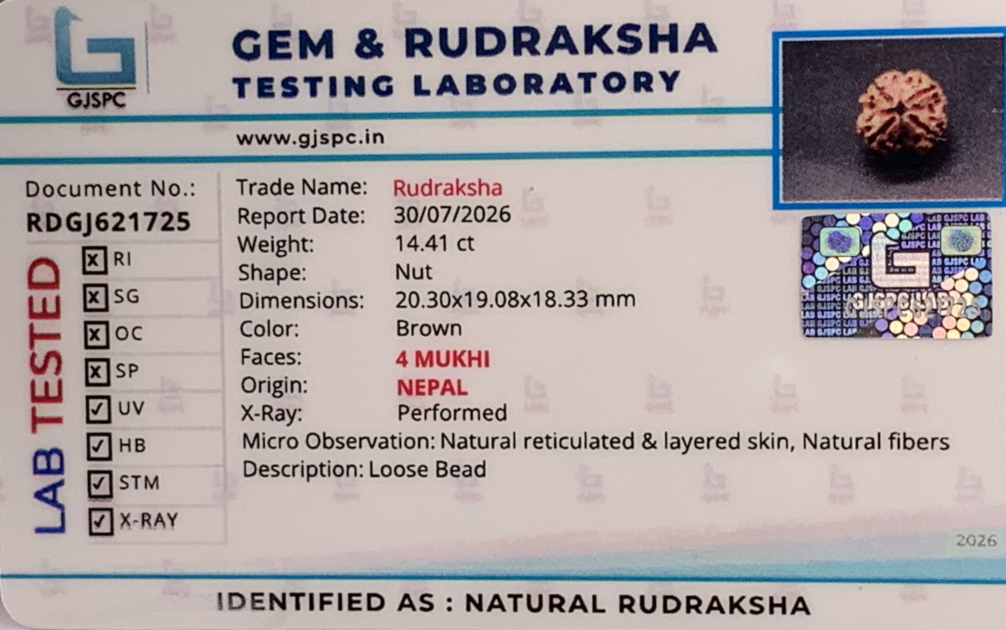 4 Mukhi Rudraksha (2.882gm) view 2