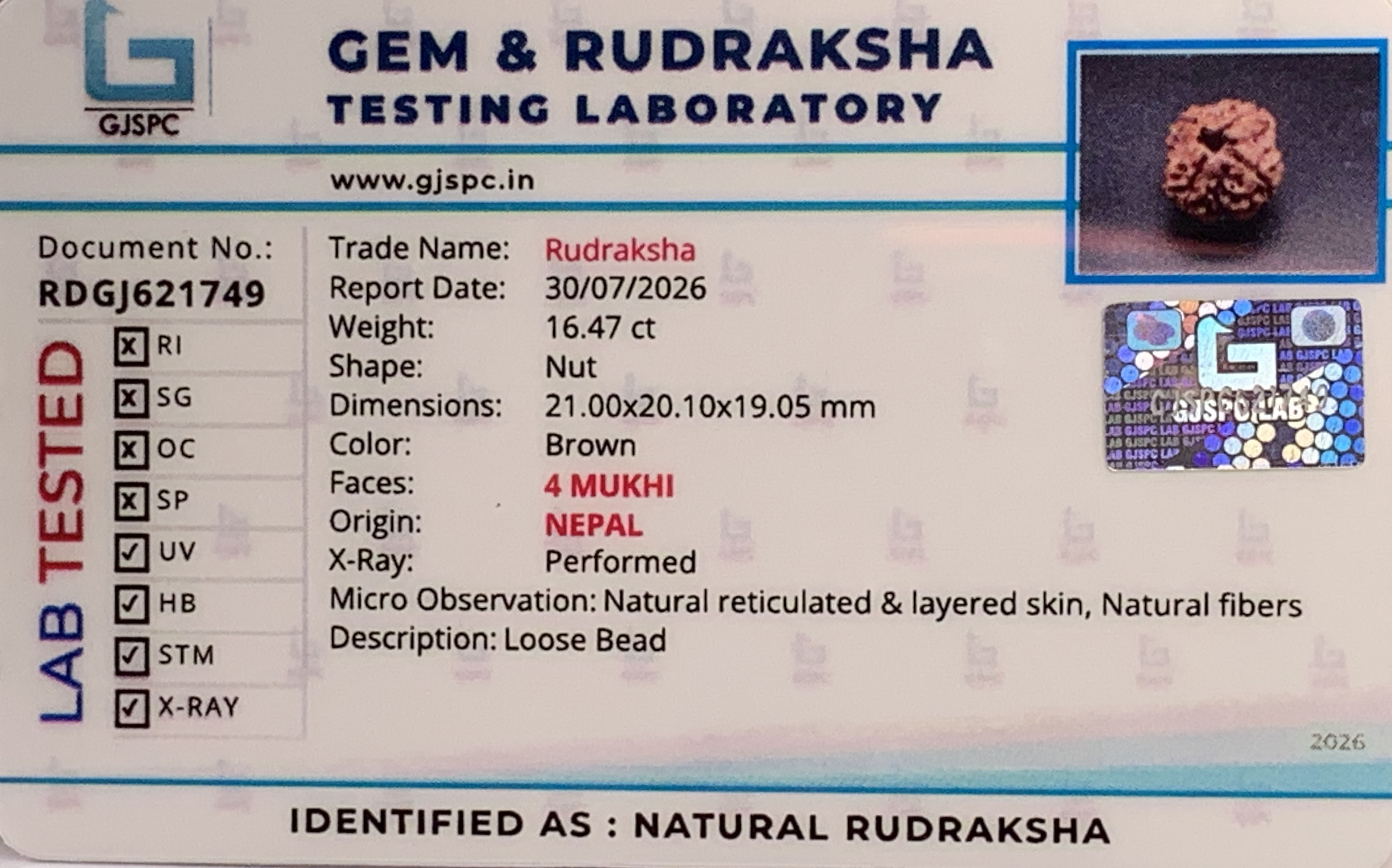 4 Mukhi Rudraksha (3.294gm) view 2