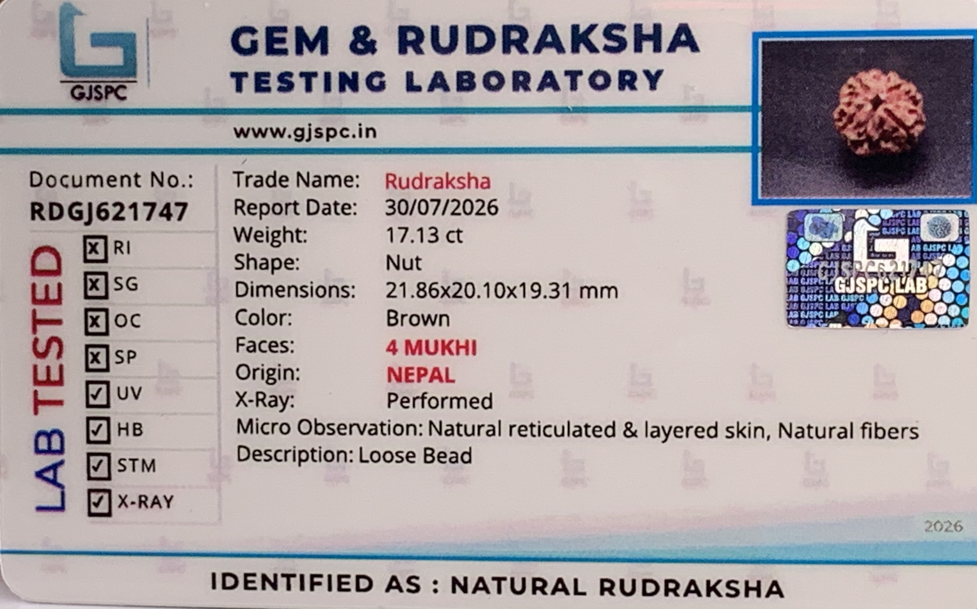 4 Mukhi Rudraksha (3.426gm) view 2