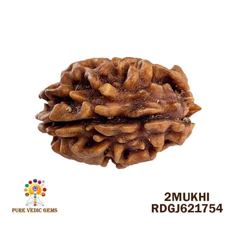 2 Mukhi Rudraksha (1.614gm)
