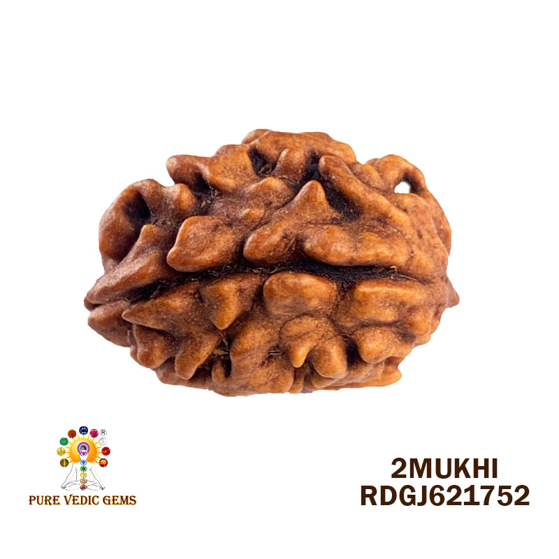 2 Mukhi Rudraksha (1.560gm)