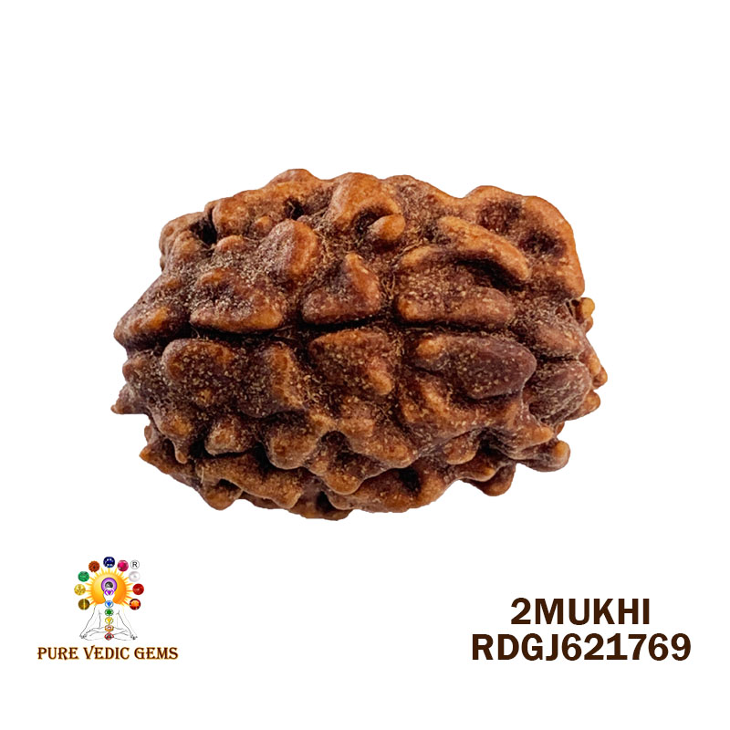 2 Mukhi Rudraksha (1.836gm)