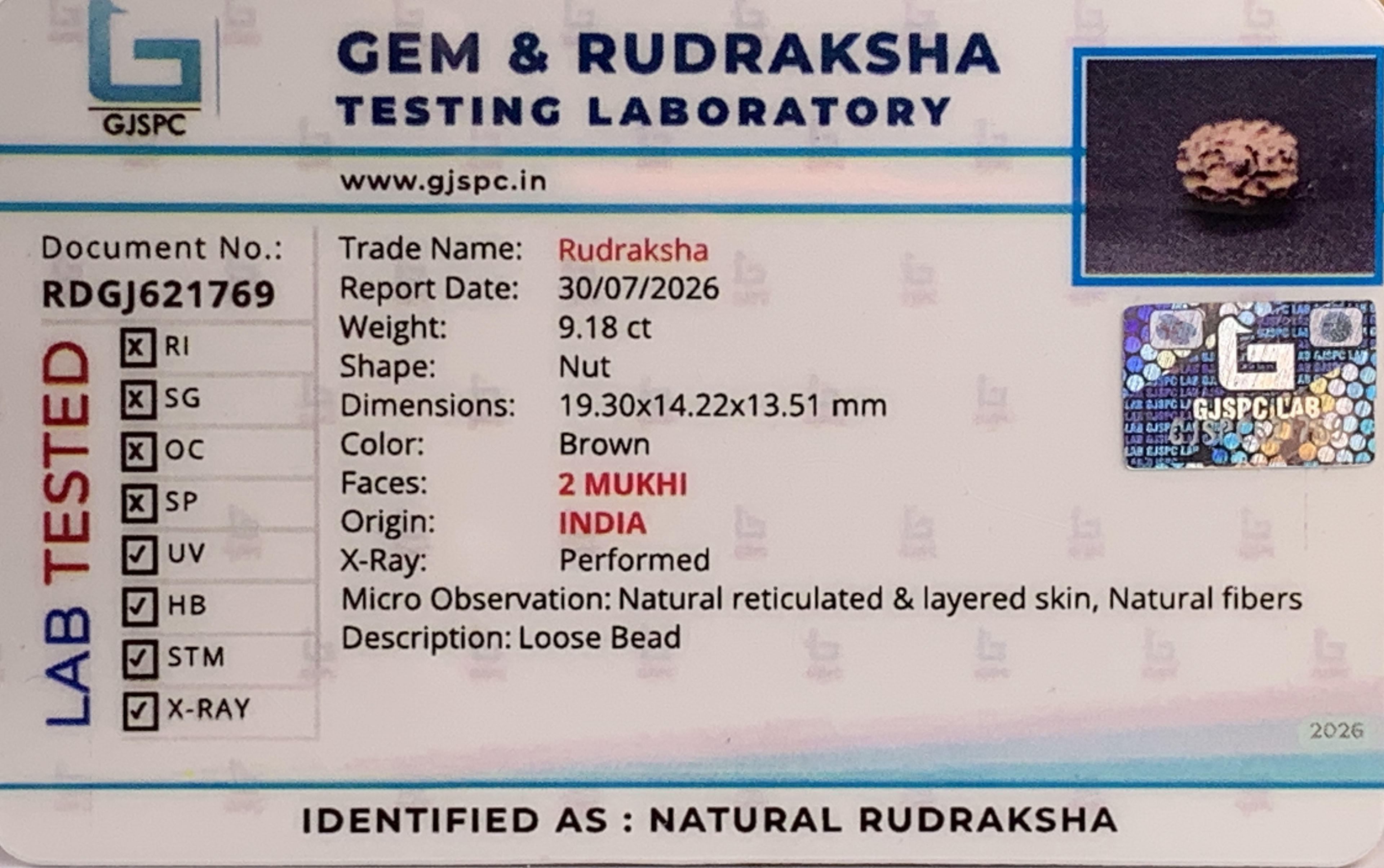2 Mukhi Rudraksha (1.836gm) view 2