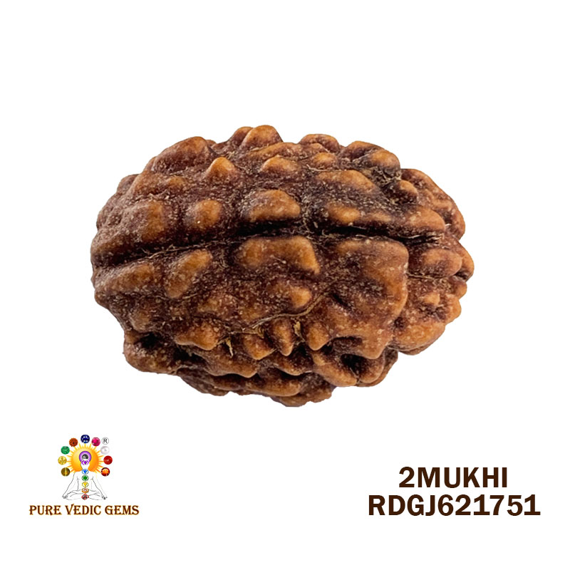 2 Mukhi Rudraksha (1.700gm)