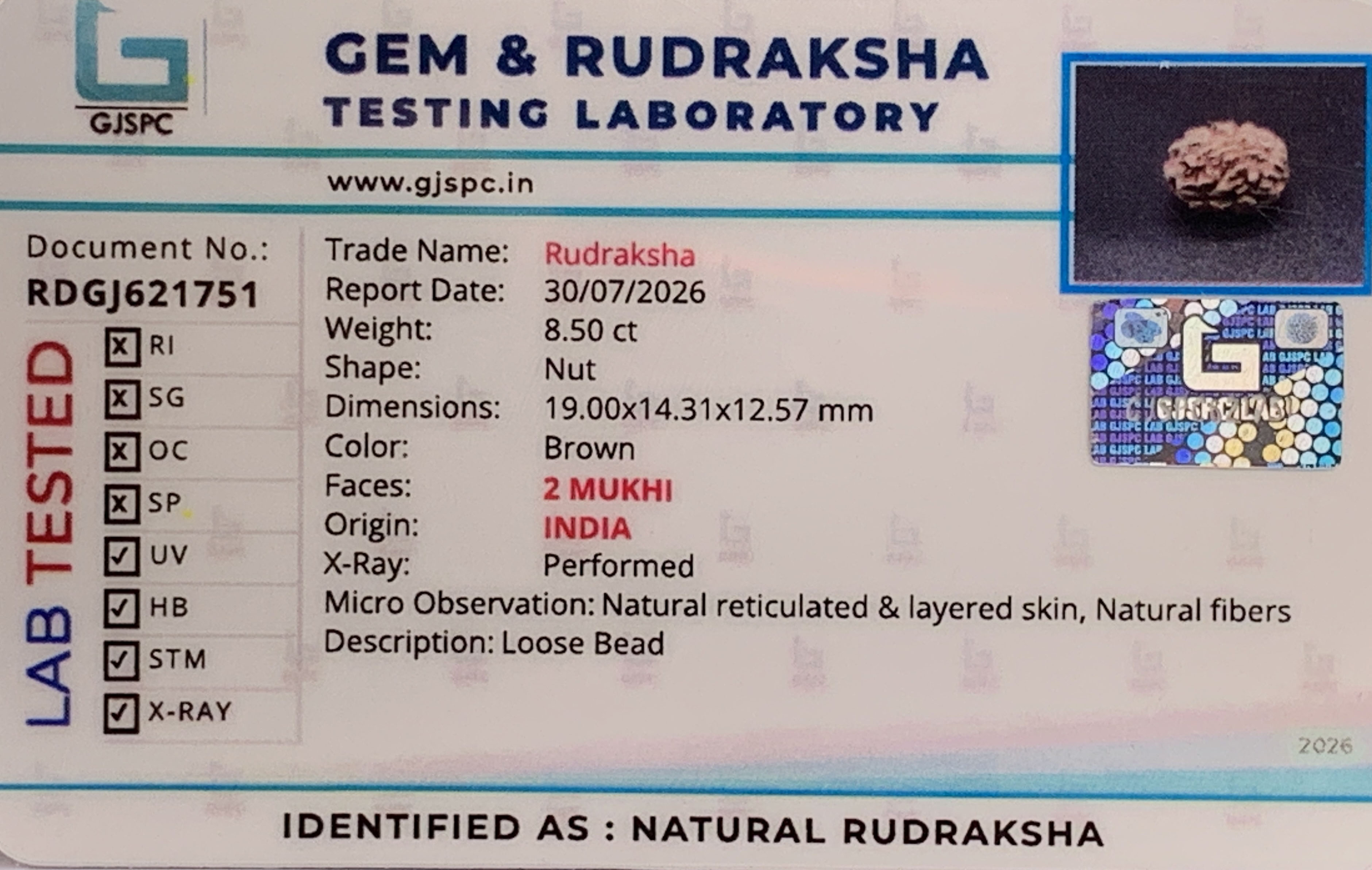 2 Mukhi Rudraksha (1.700gm) view 2