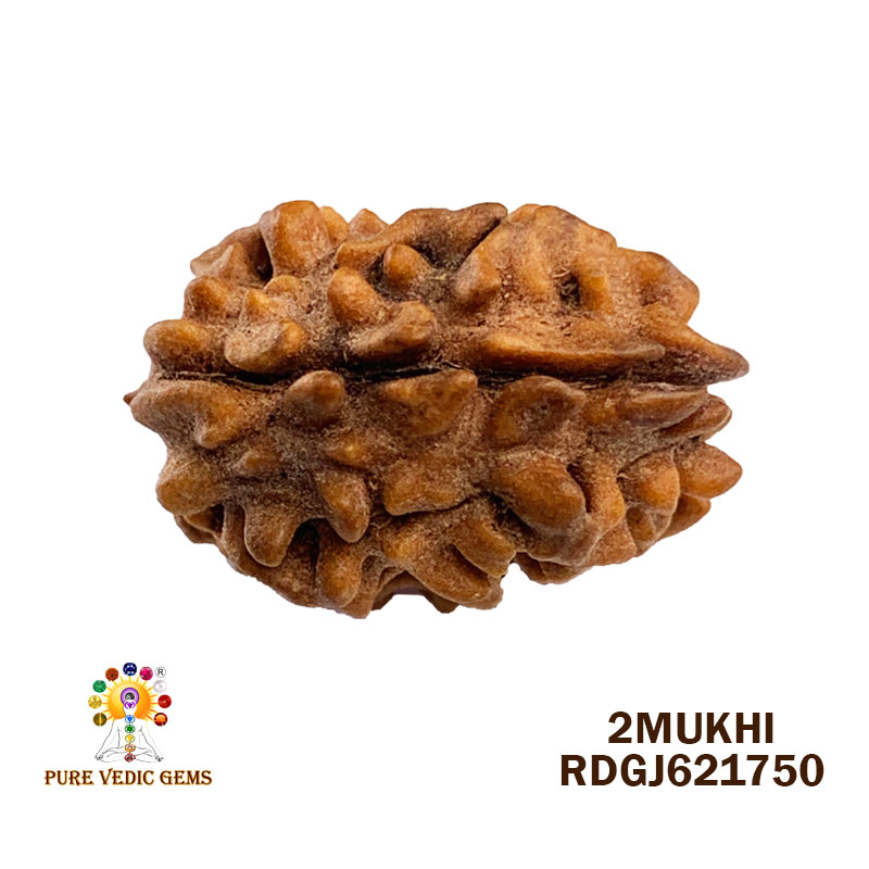 2 Mukhi Rudraksha (1.610gm)