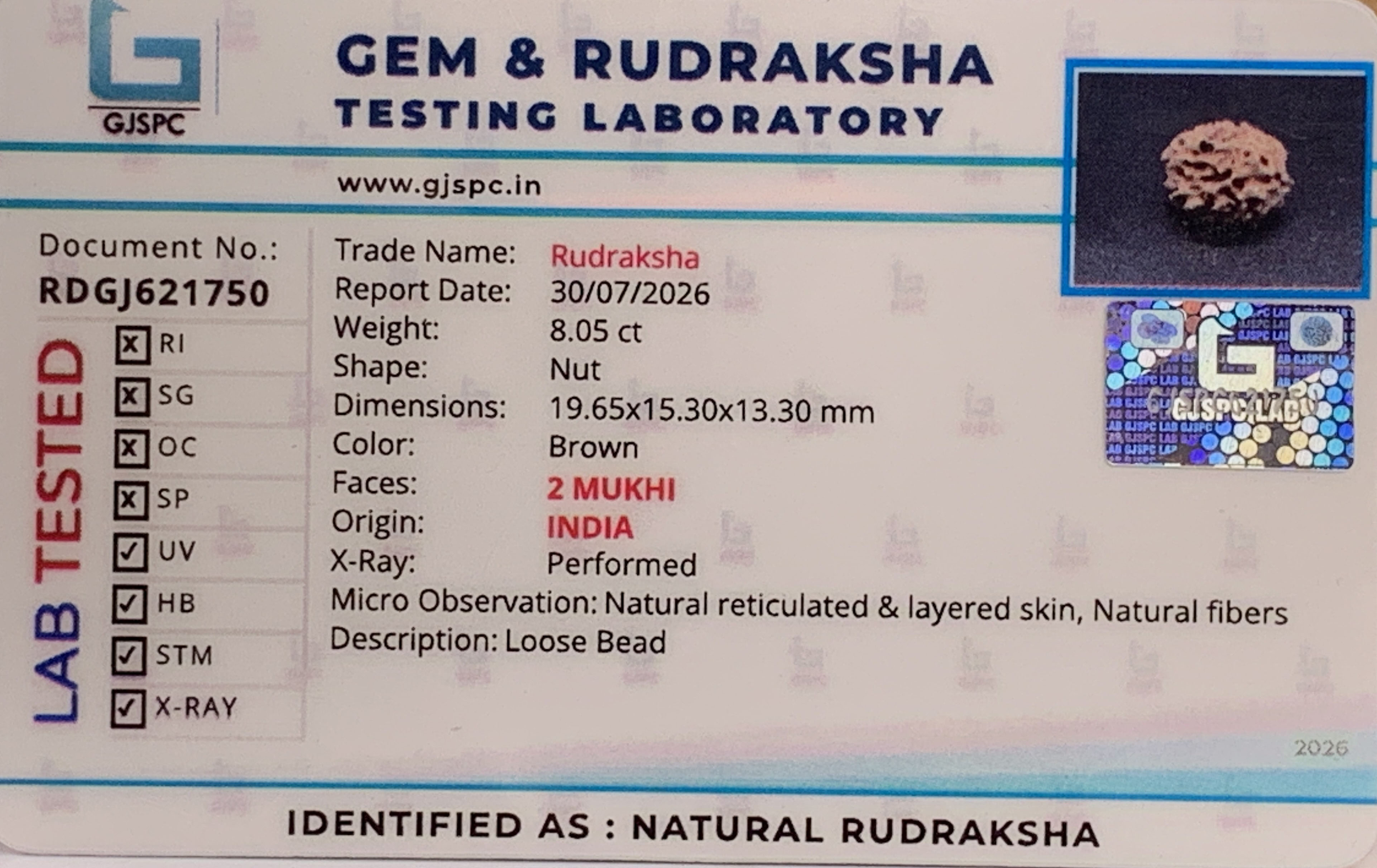 2 Mukhi Rudraksha (1.610gm) view 2