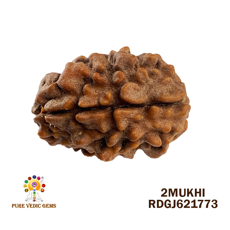 2 Mukhi Rudraksha (1.606gm)