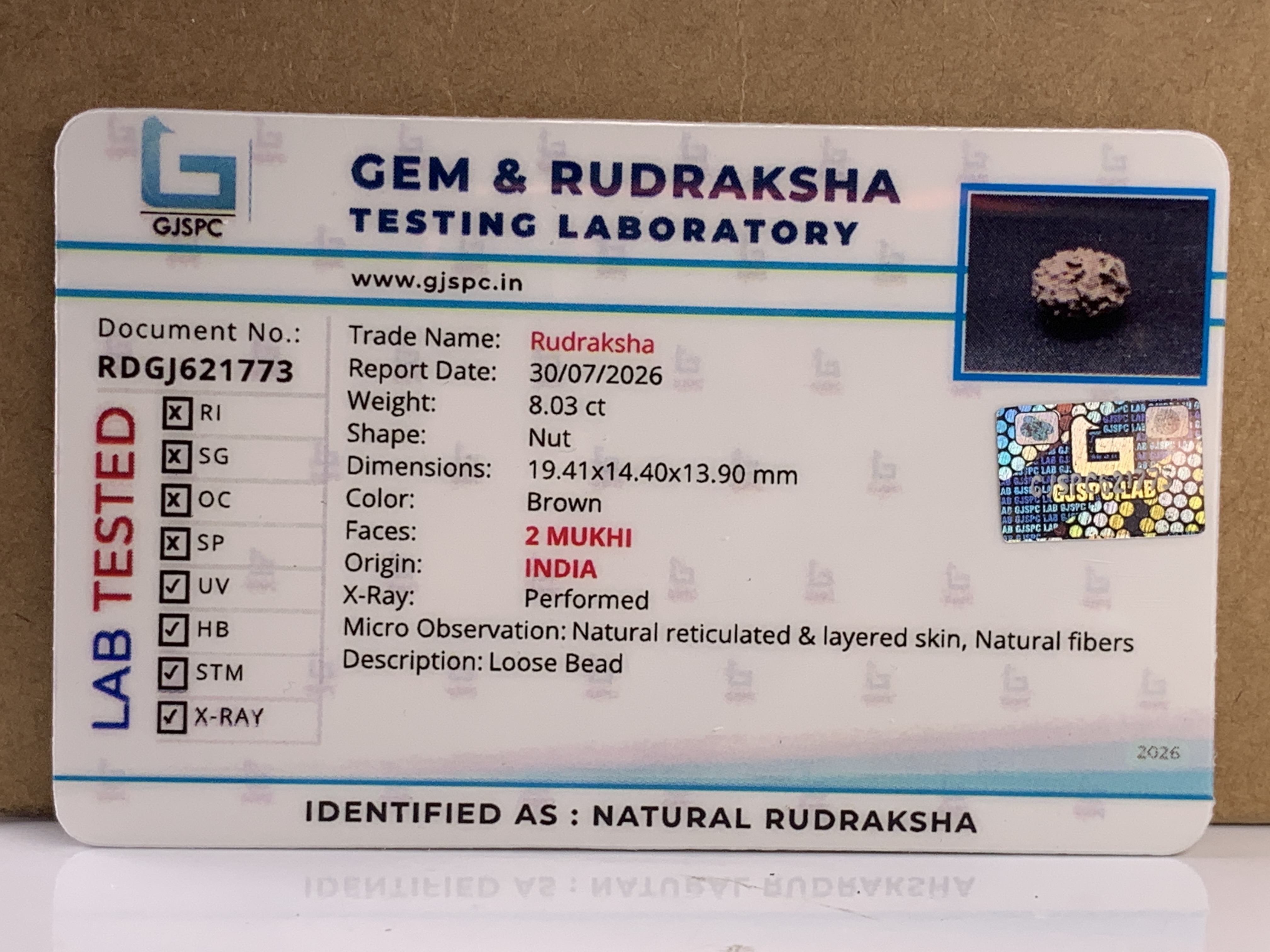 2 Mukhi Rudraksha (1.606gm) view 2