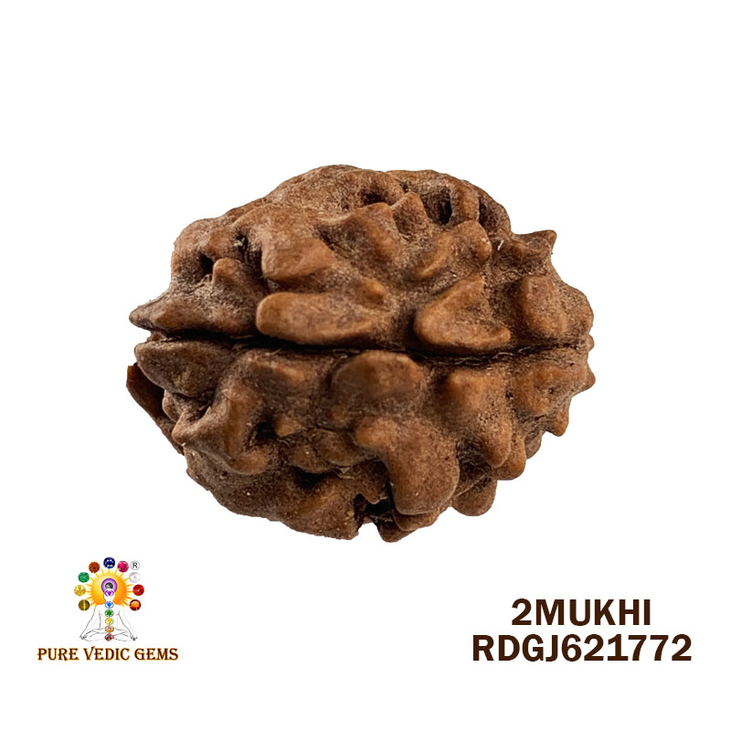 2 Mukhi Rudraksha (1.538gm)