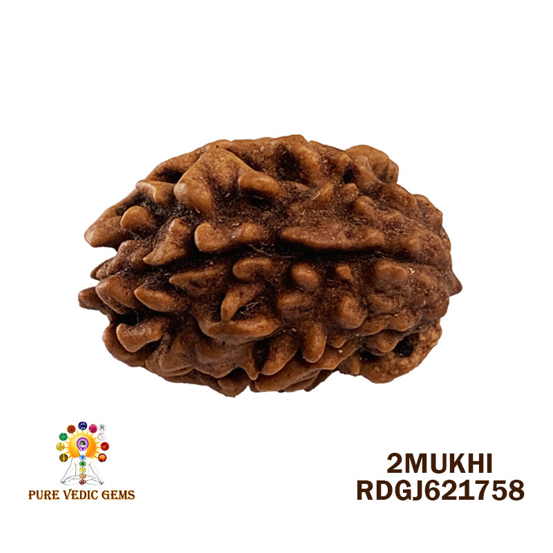 2 Mukhi Rudraksha (1.776gm)