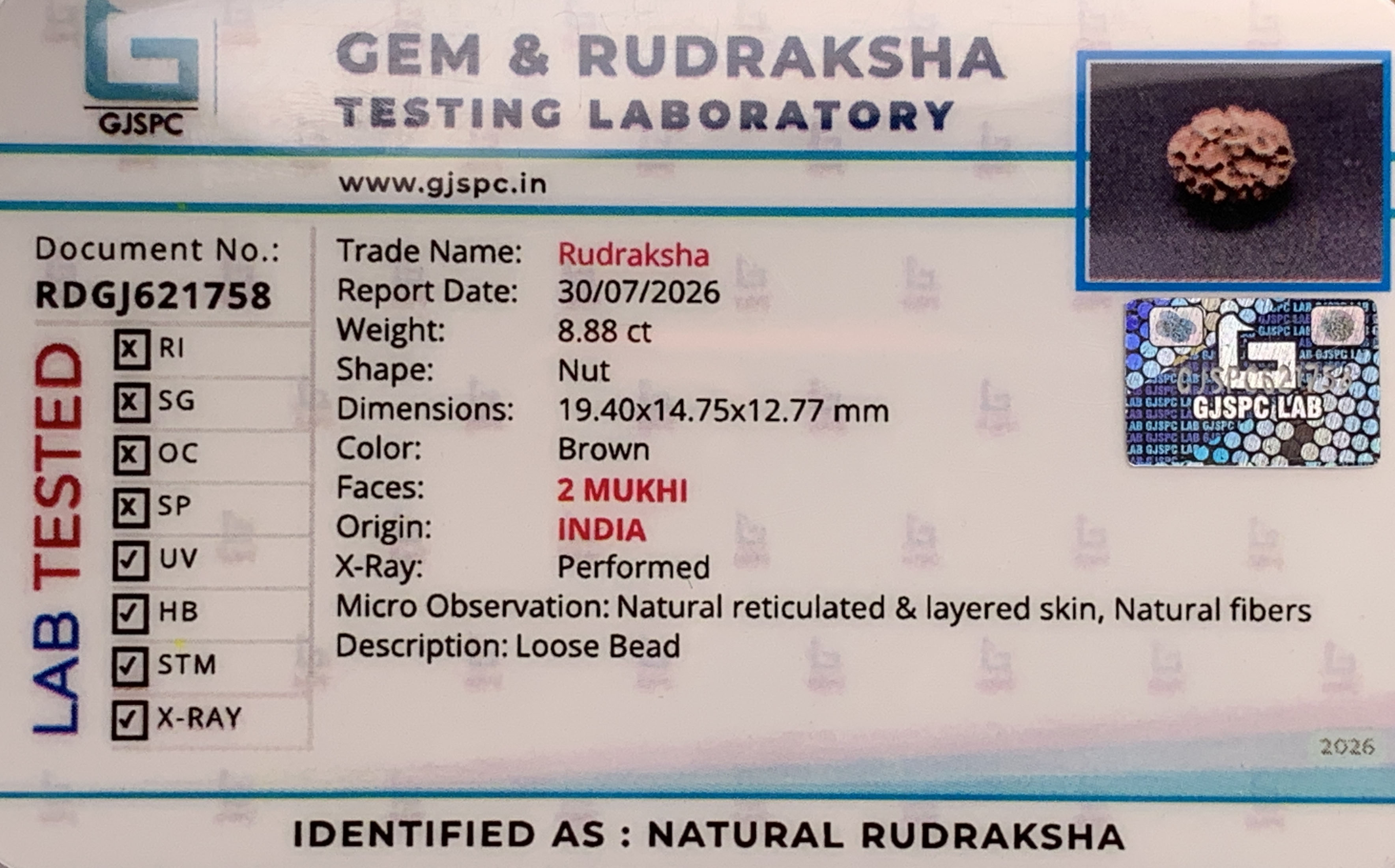 2 Mukhi Rudraksha (1.776gm) view 2