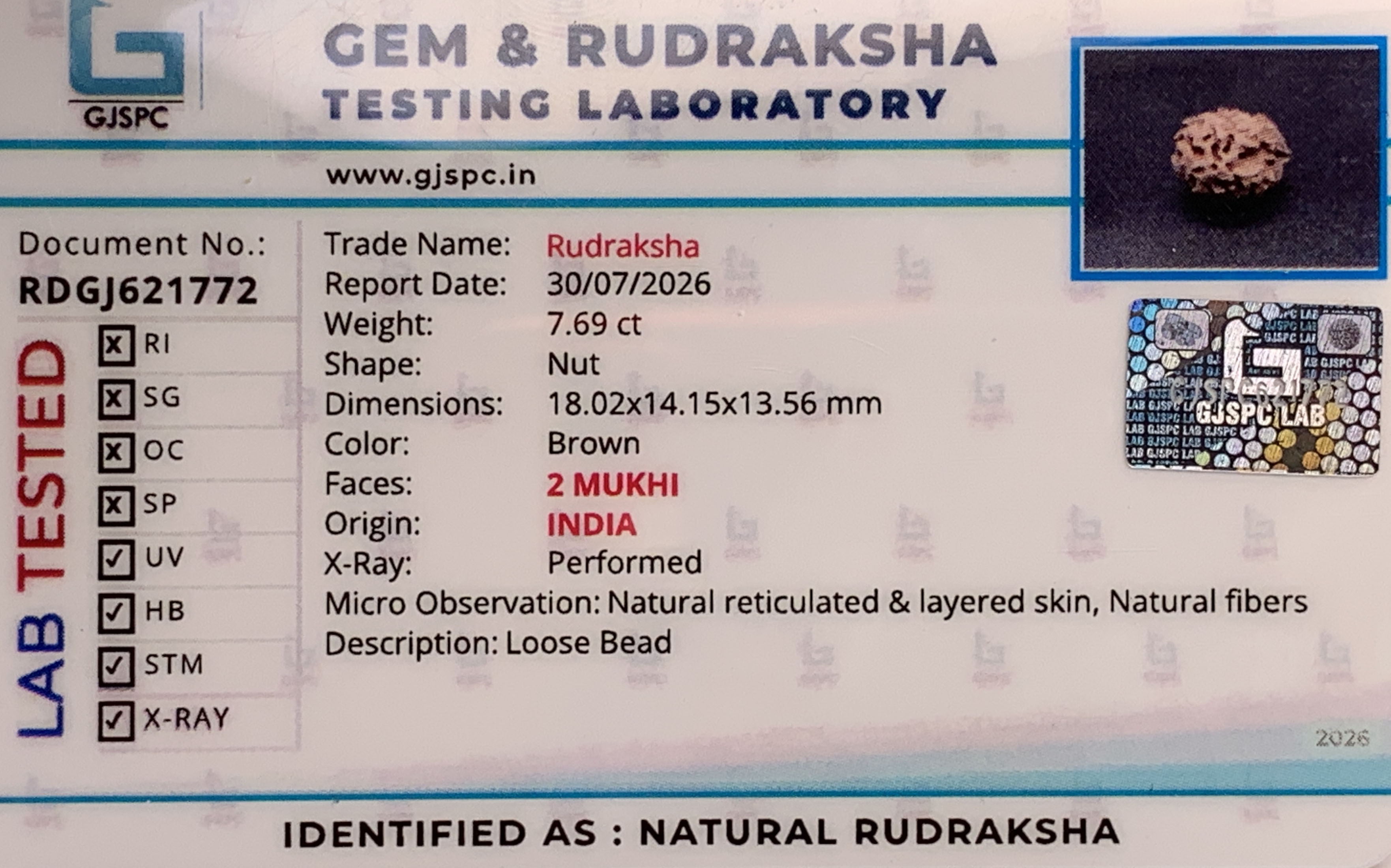 2 Mukhi Rudraksha (1.538gm) view 2