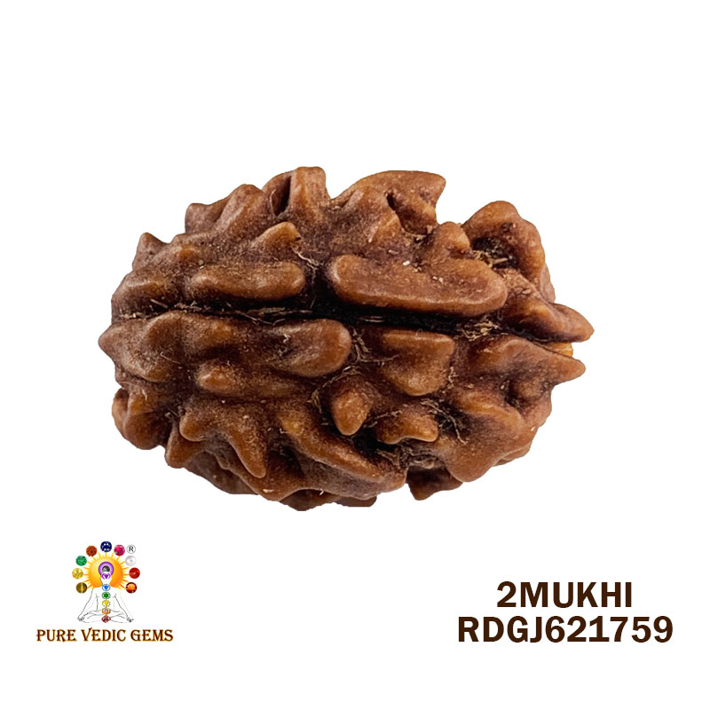 2 Mukhi Rudraksha (1.612gm)