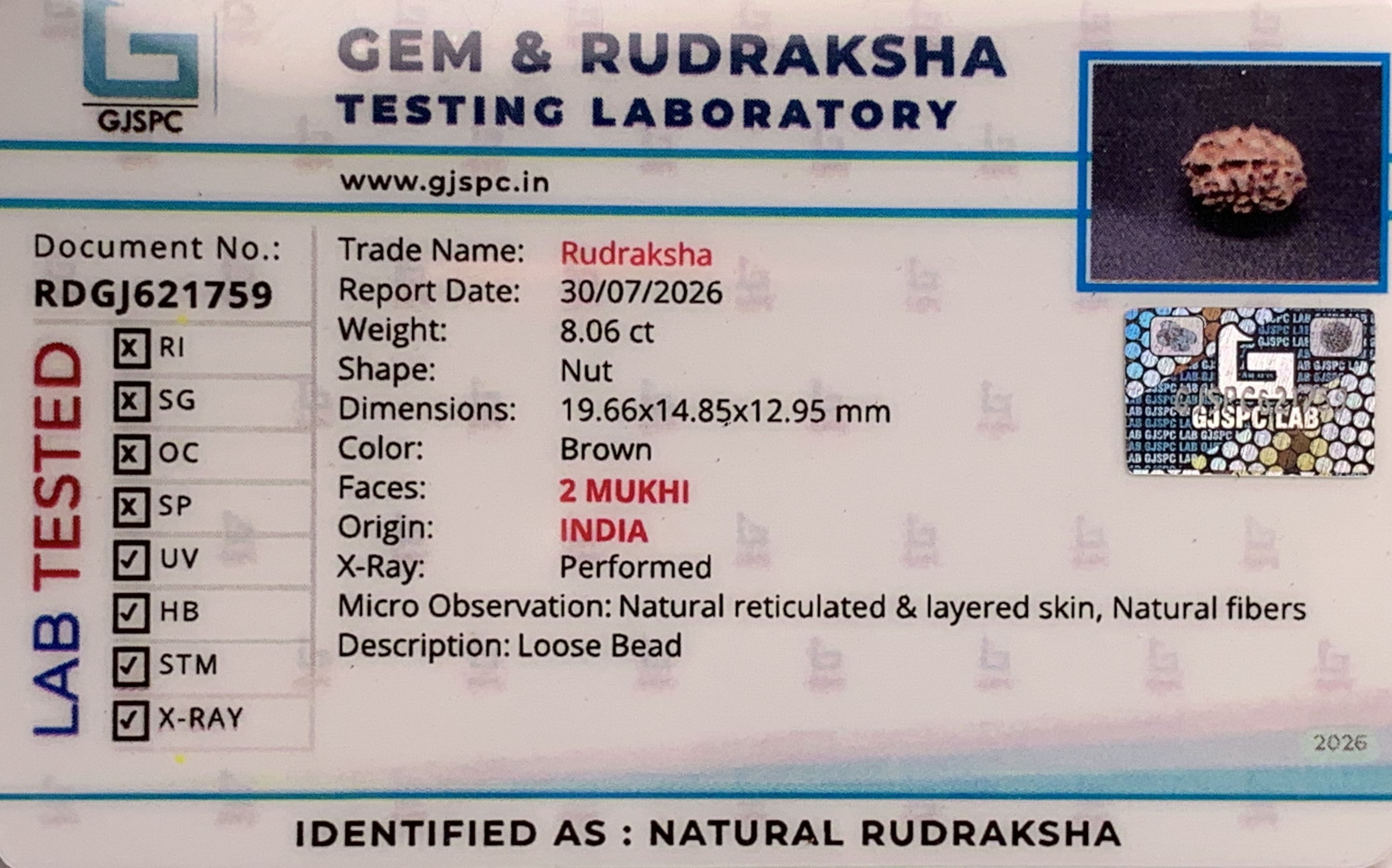 2 Mukhi Rudraksha (1.612gm) view 2