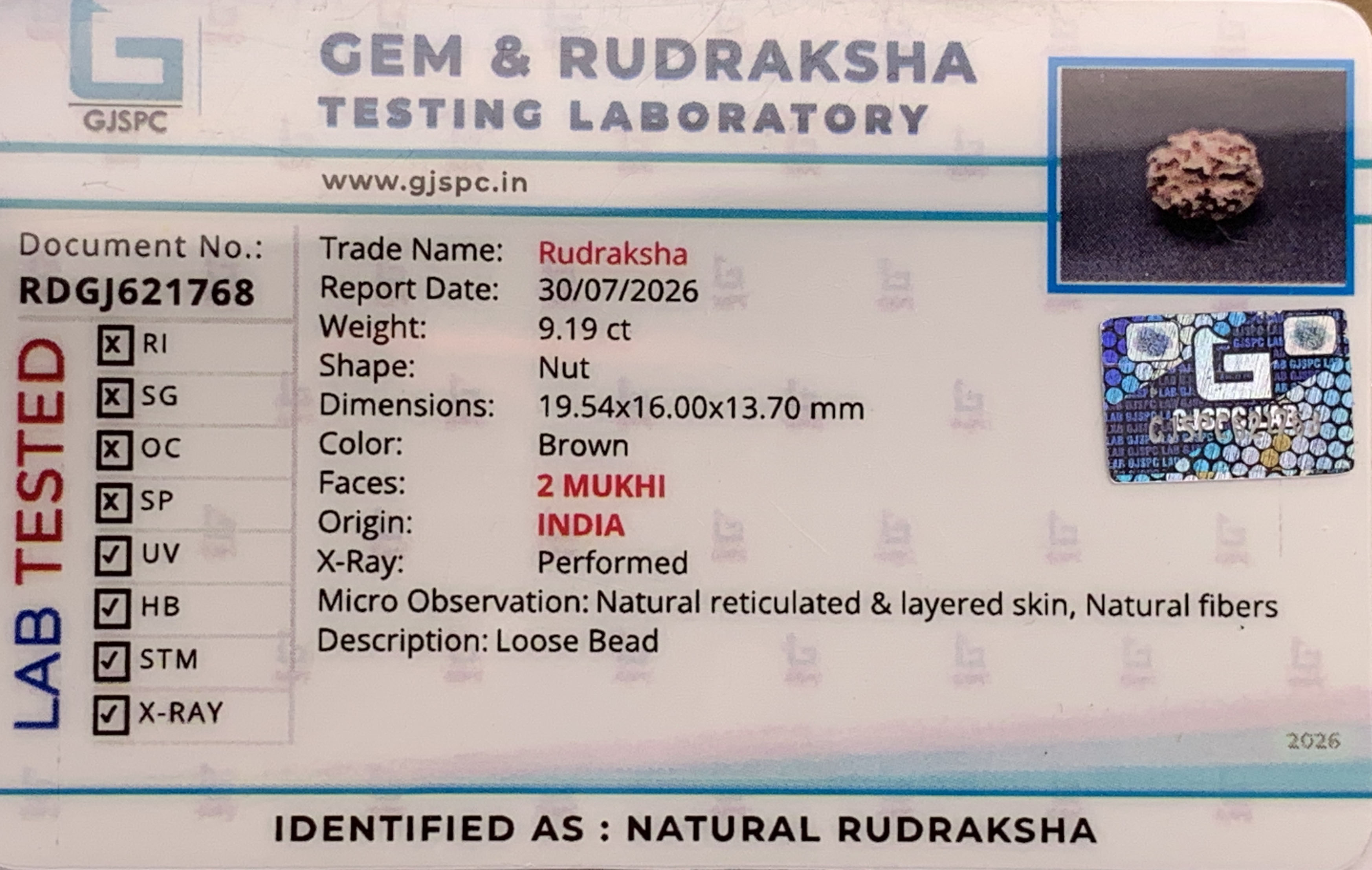 2 Mukhi Rudraksha (1.838gm) view 2