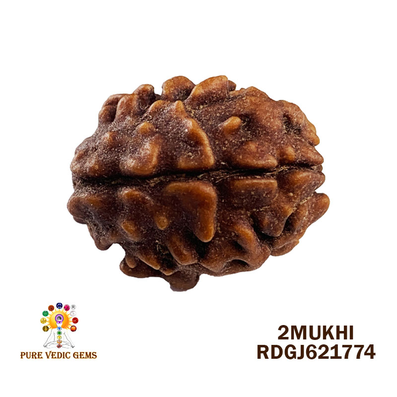2 Mukhi Rudraksha (1.600gm)