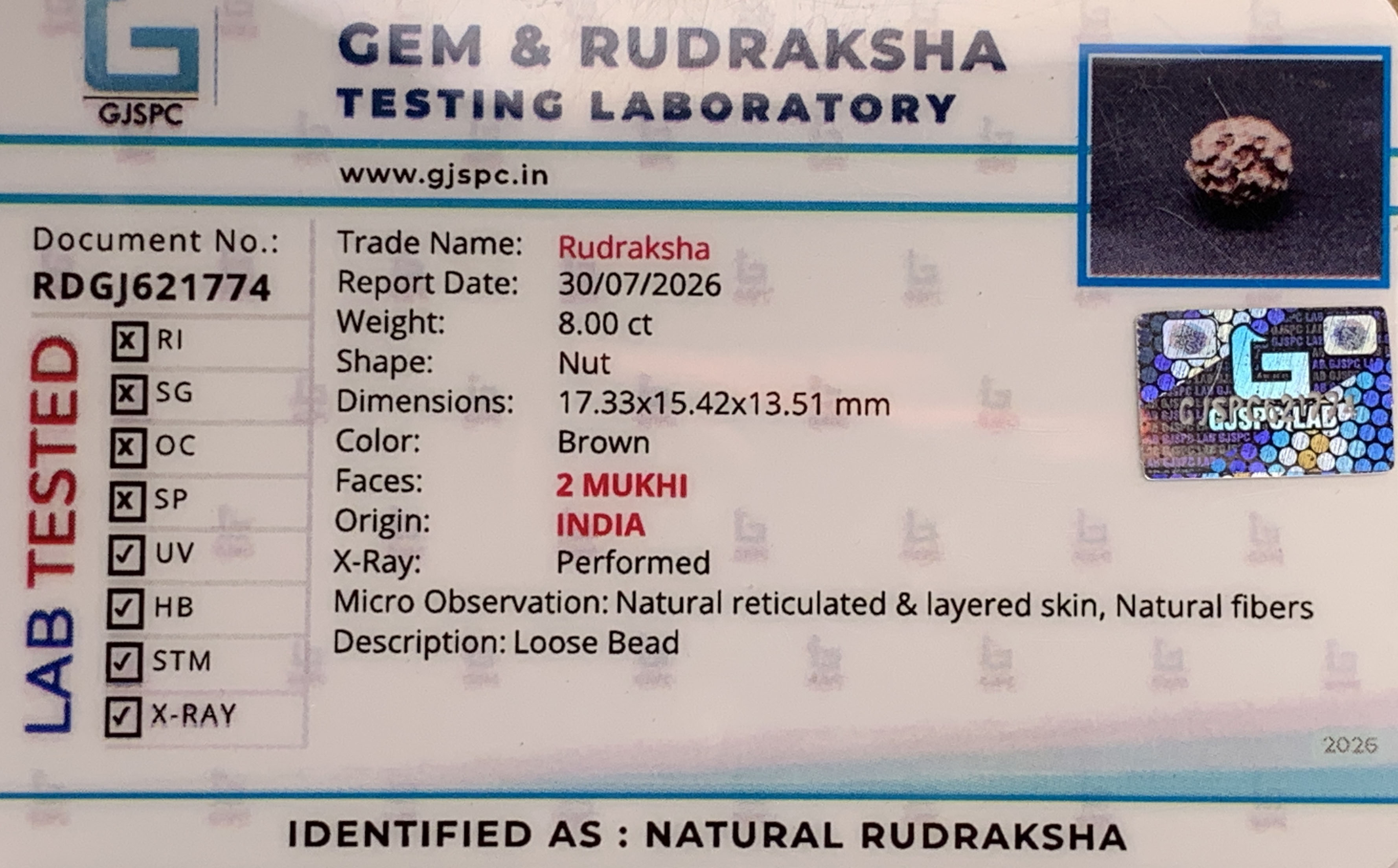2 Mukhi Rudraksha (1.600gm) view 2