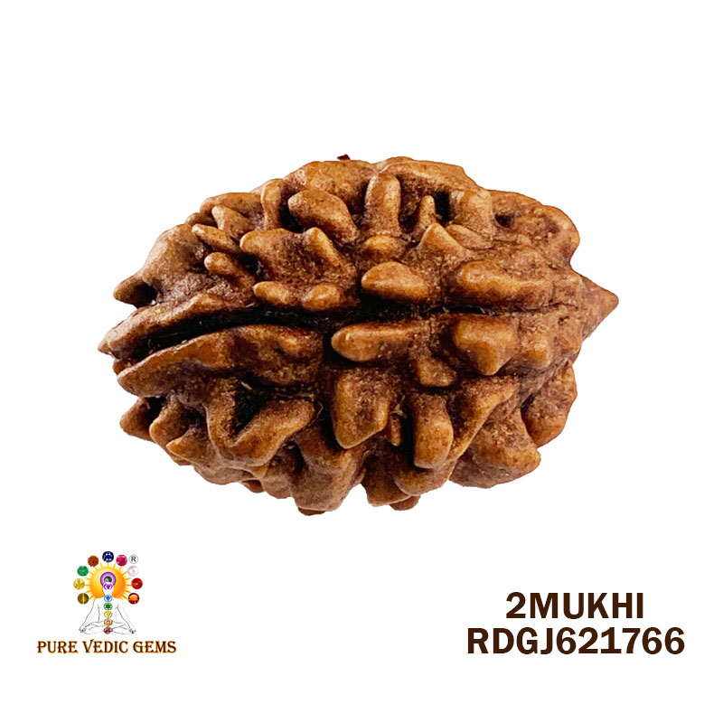 2 Mukhi Rudraksha (1.822gm)