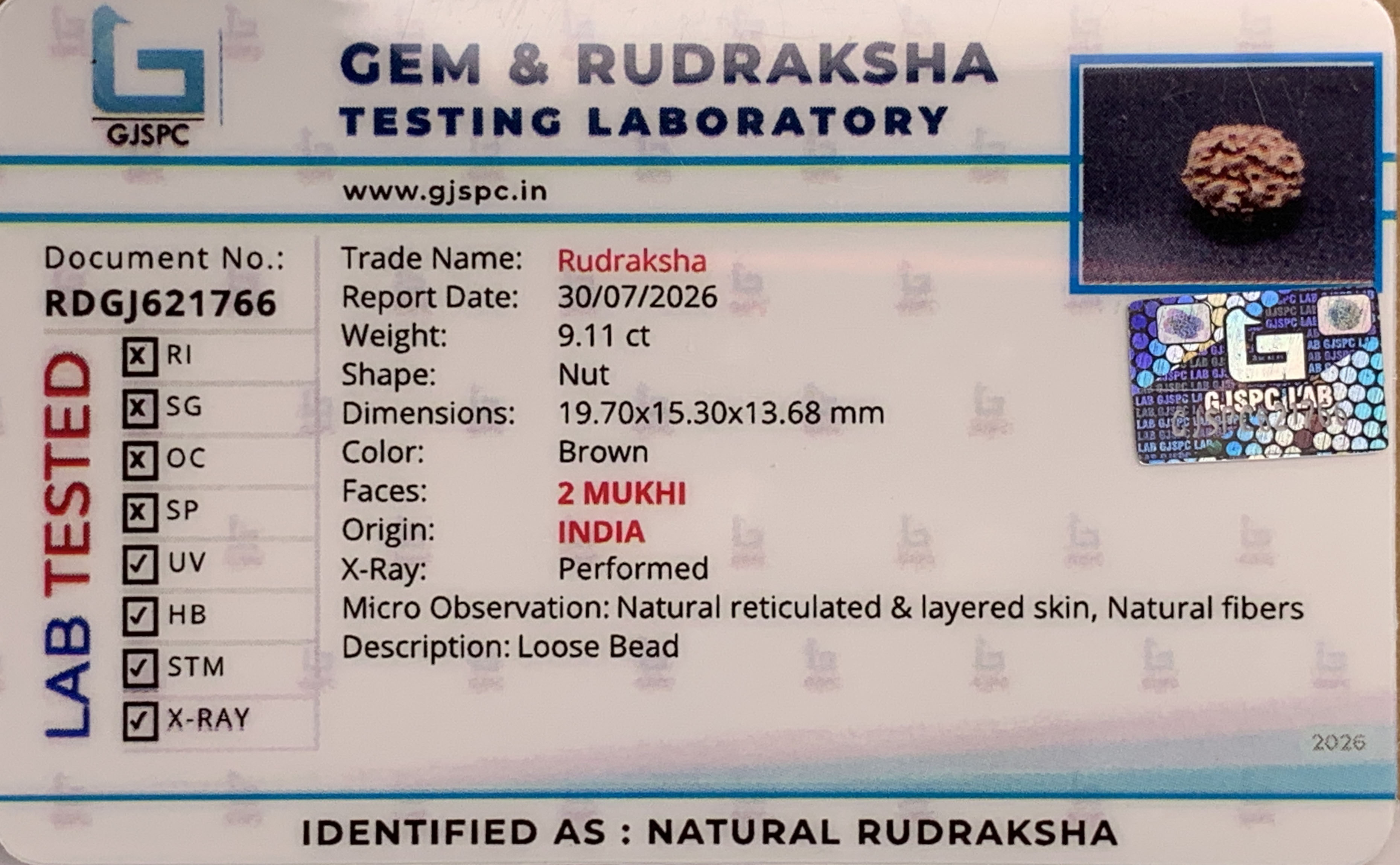 2 Mukhi Rudraksha (1.822gm) view 2