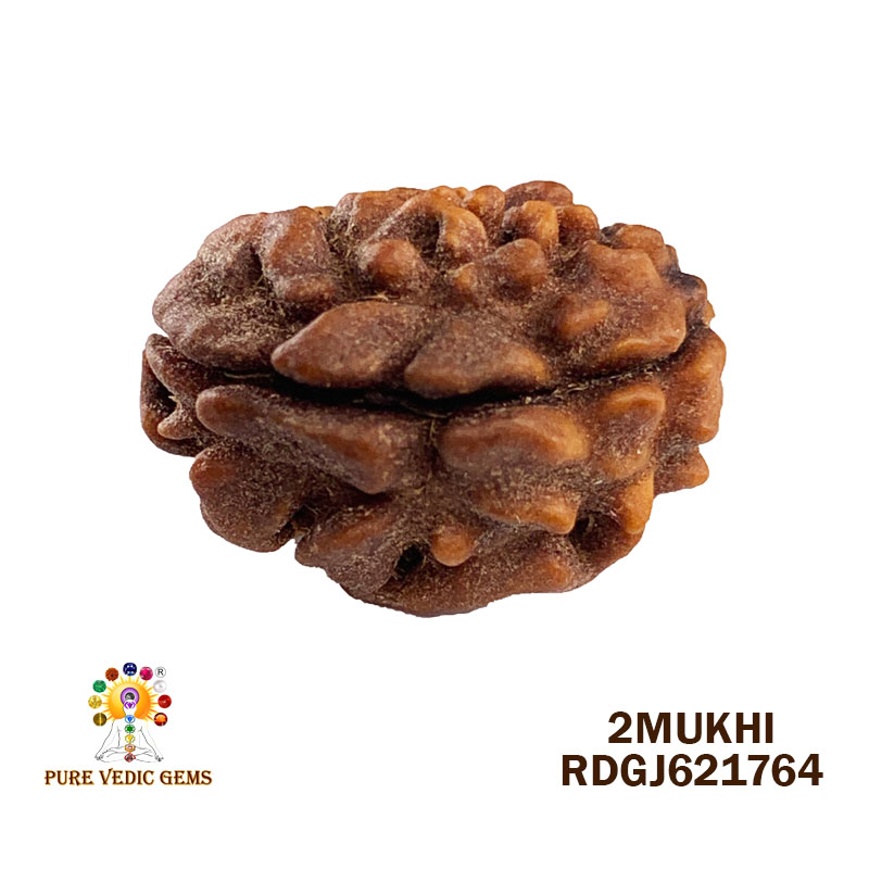 2 Mukhi Rudraksha (1.698gm)