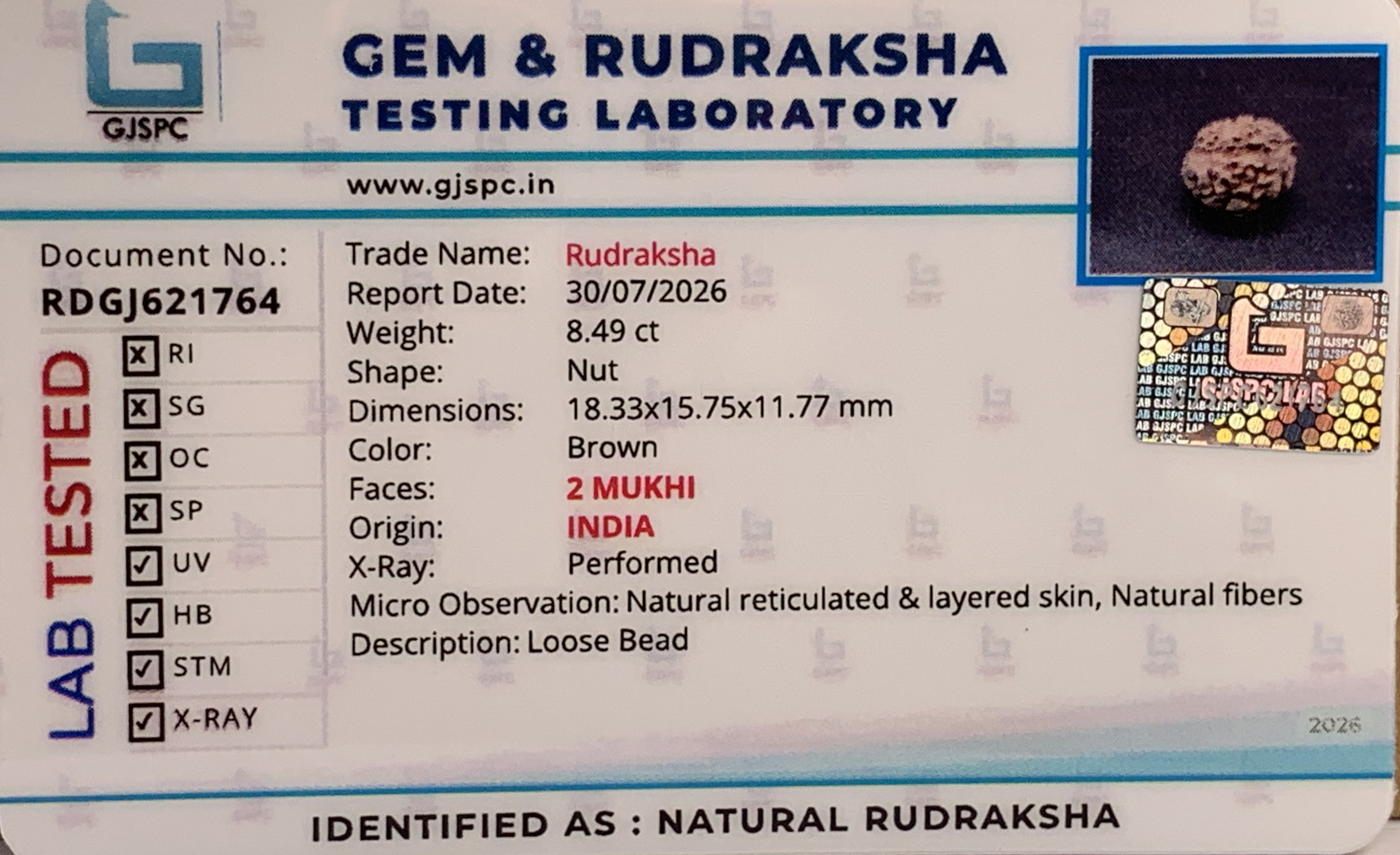 2 Mukhi Rudraksha (1.698gm) view 2