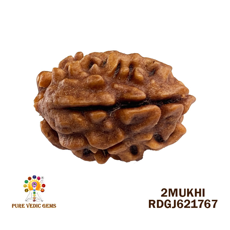 2 Mukhi Rudraksha (1.624gm)
