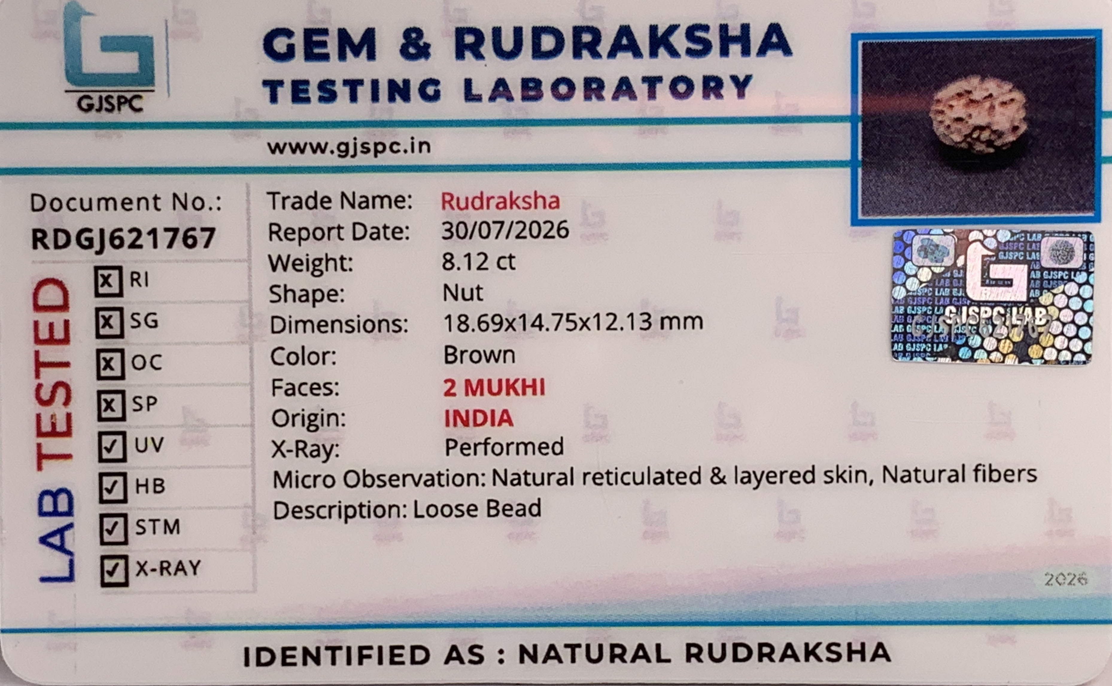 2 Mukhi Rudraksha (1.624gm) view 2