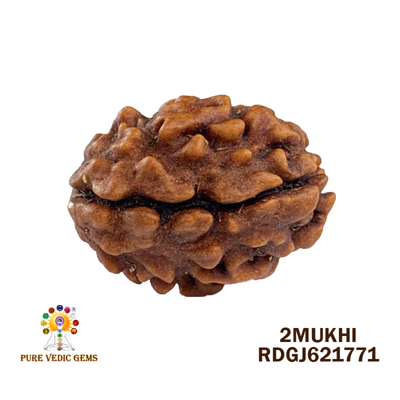 2 Mukhi Rudraksha (1.588gm)