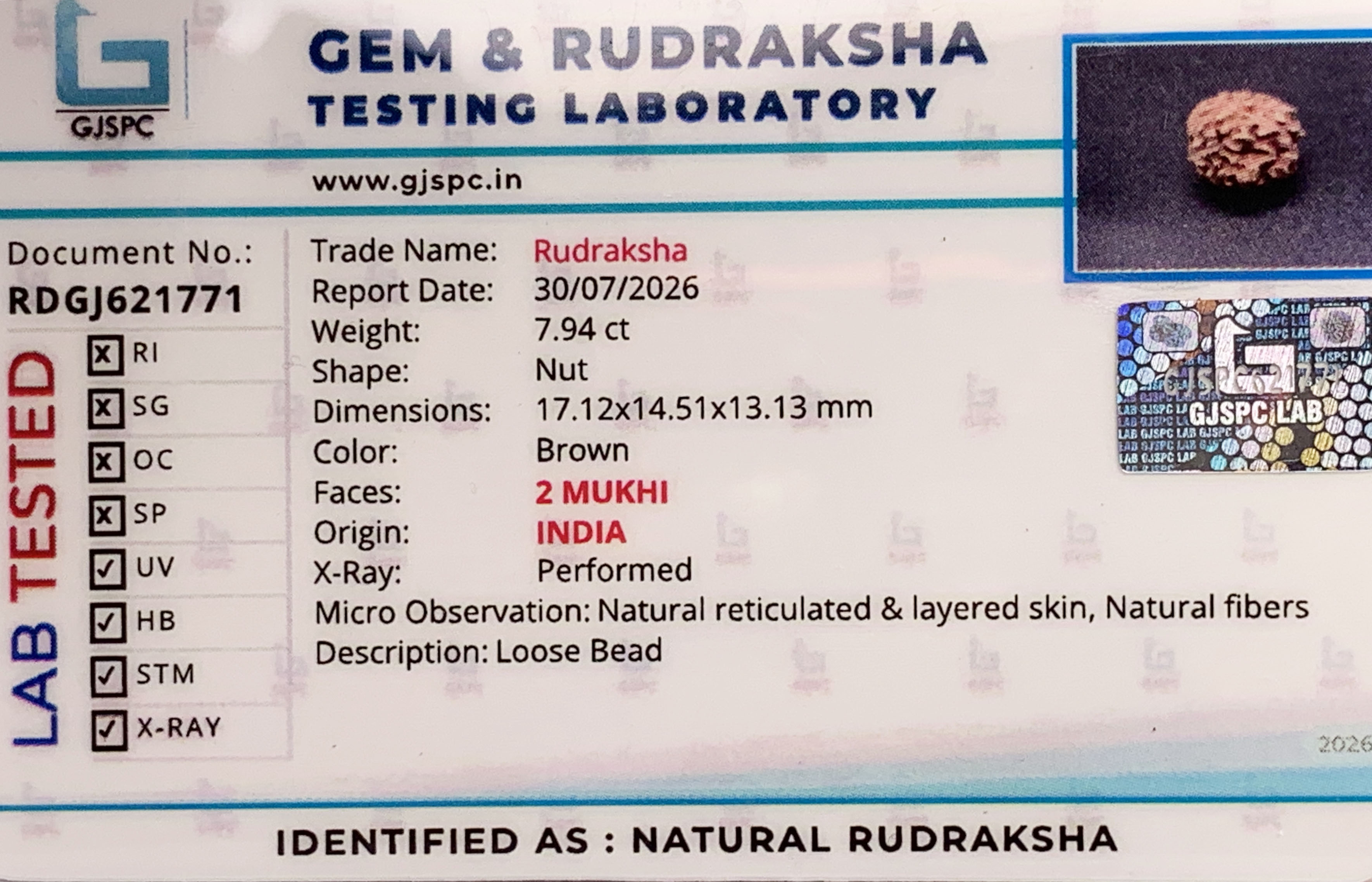 2 Mukhi Rudraksha (1.588gm) view 2