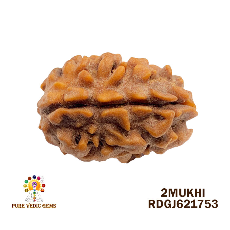 2Mukhi Rudraksha (1.776gm)